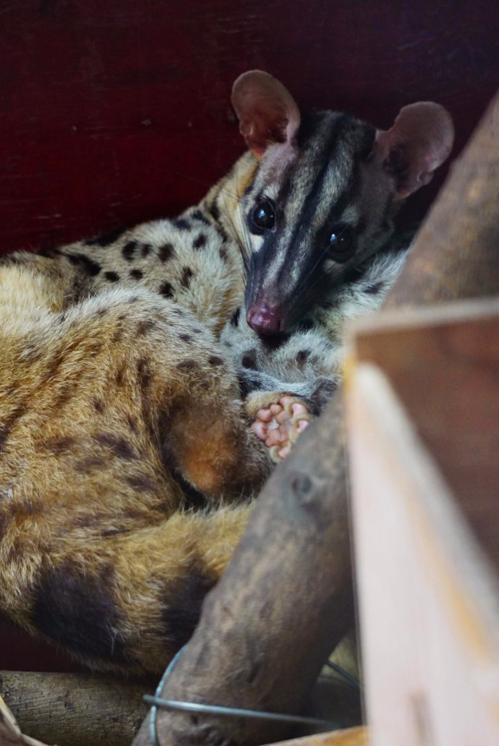 Owston's palm civet