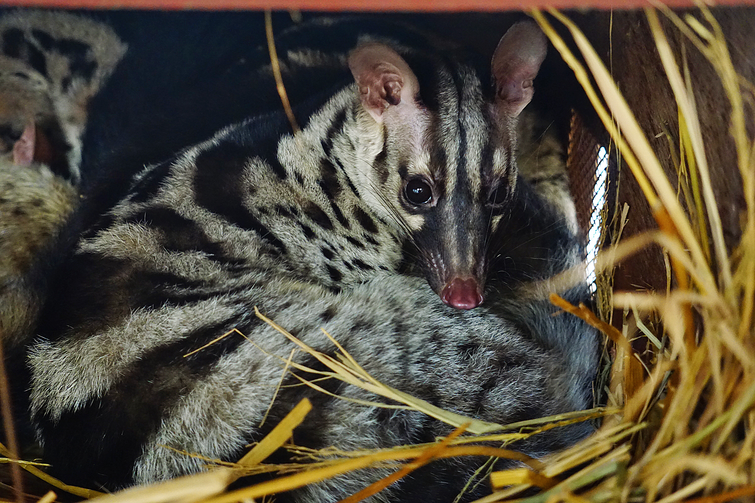 Owston's palm civet