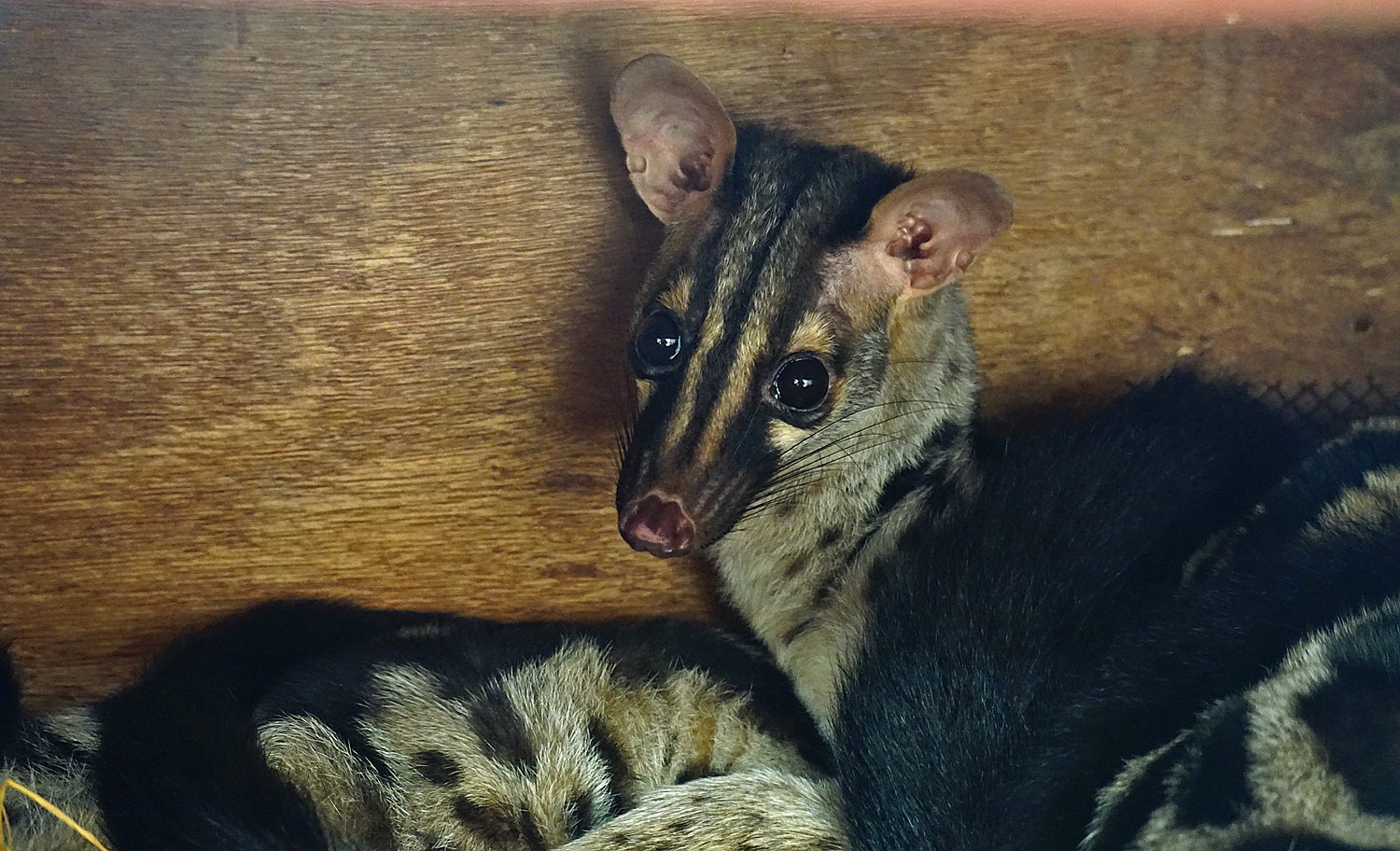 Owston's palm civet