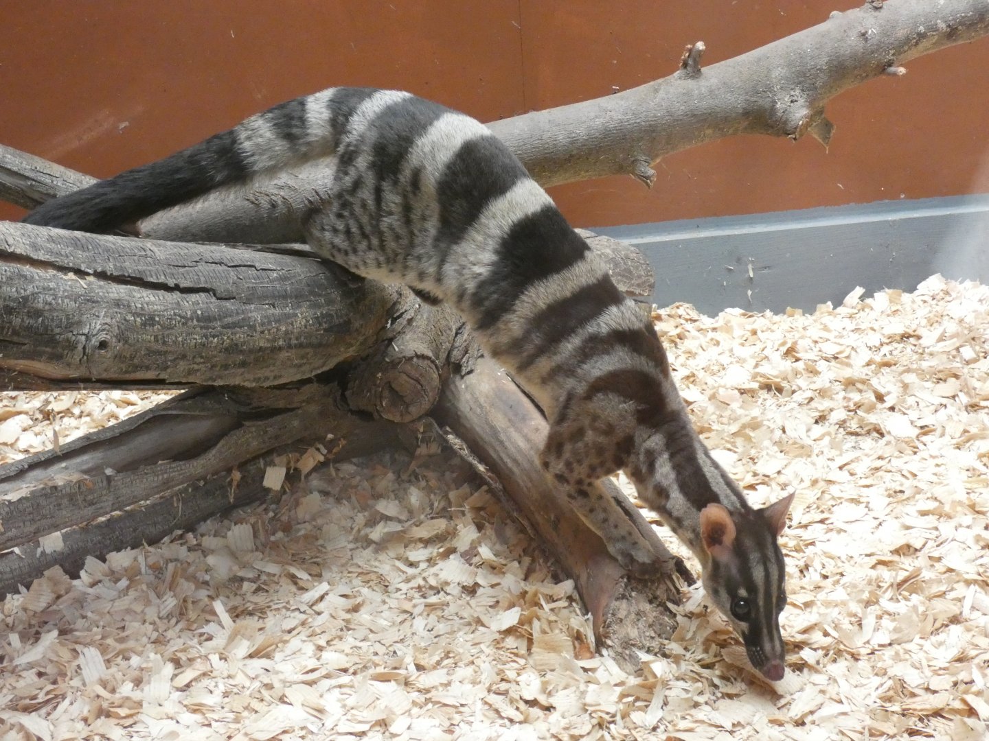 Owston's palm civet