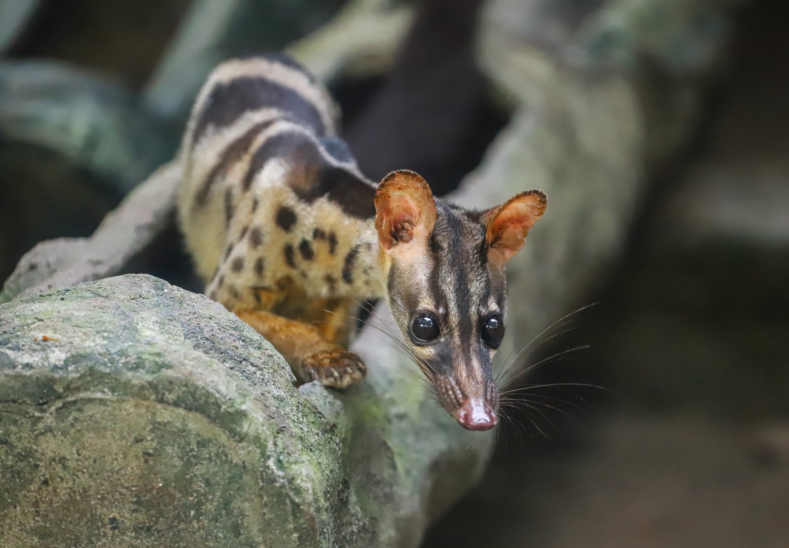 Owston's palm civet