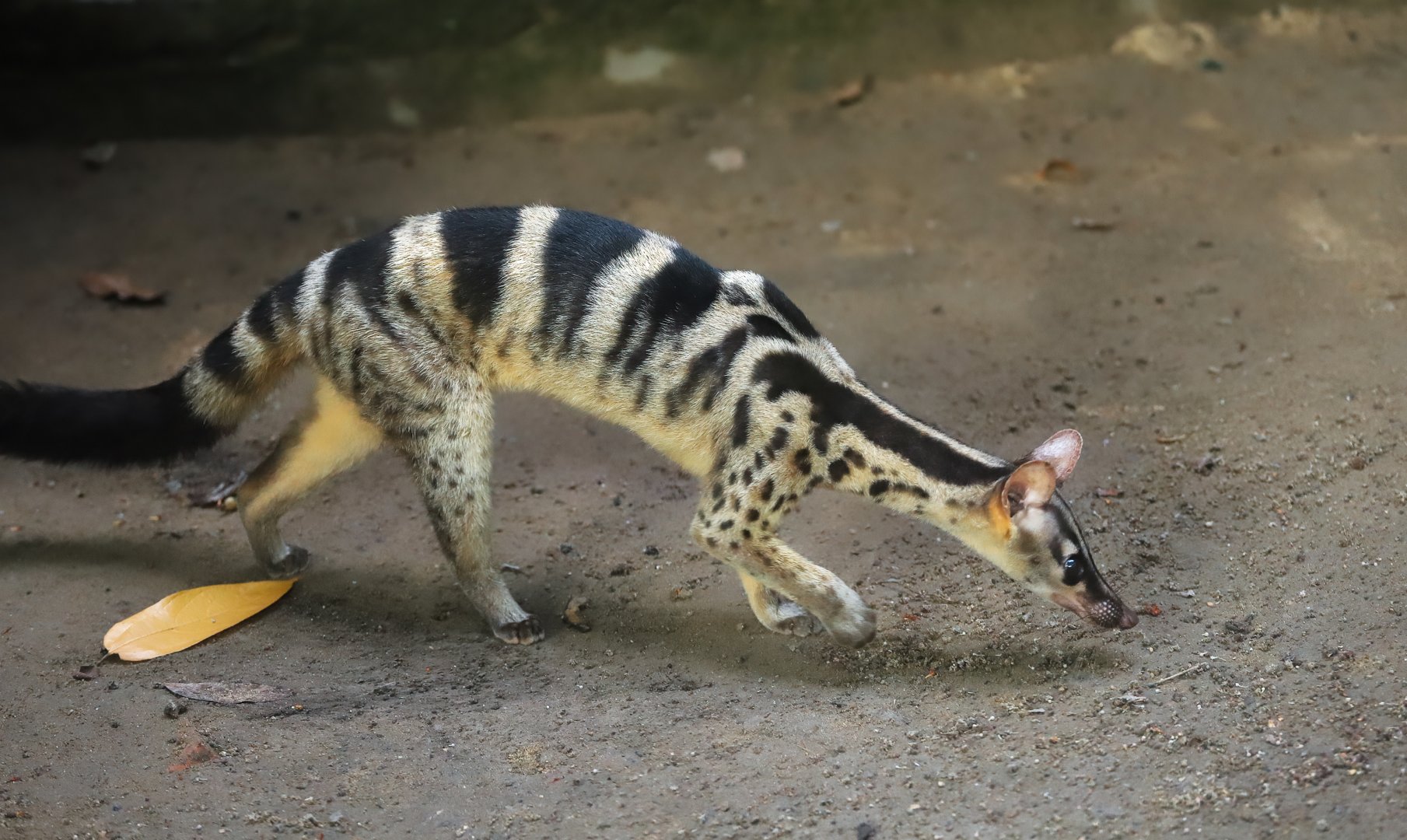 Owston's palm civet