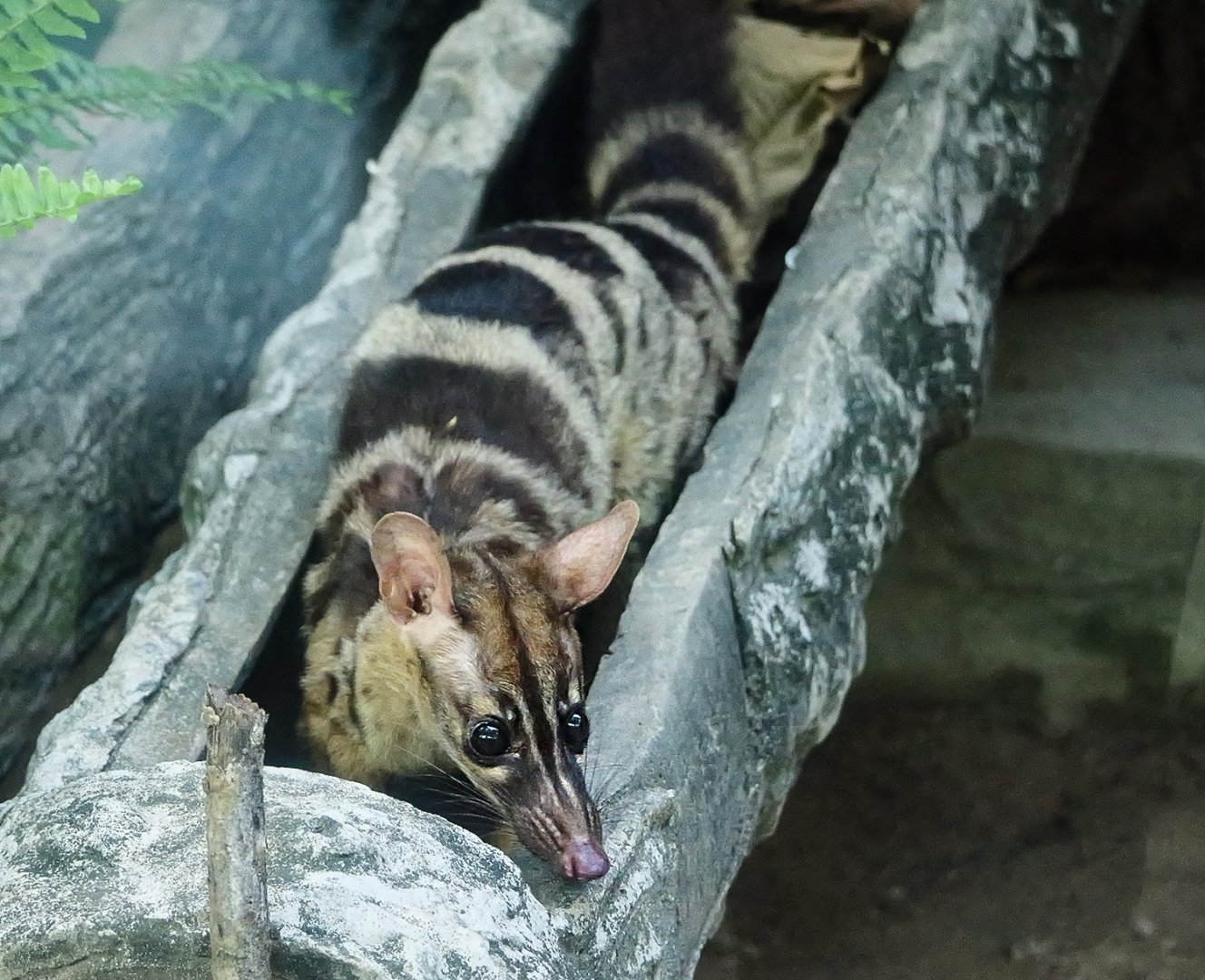 Owston's palm civet