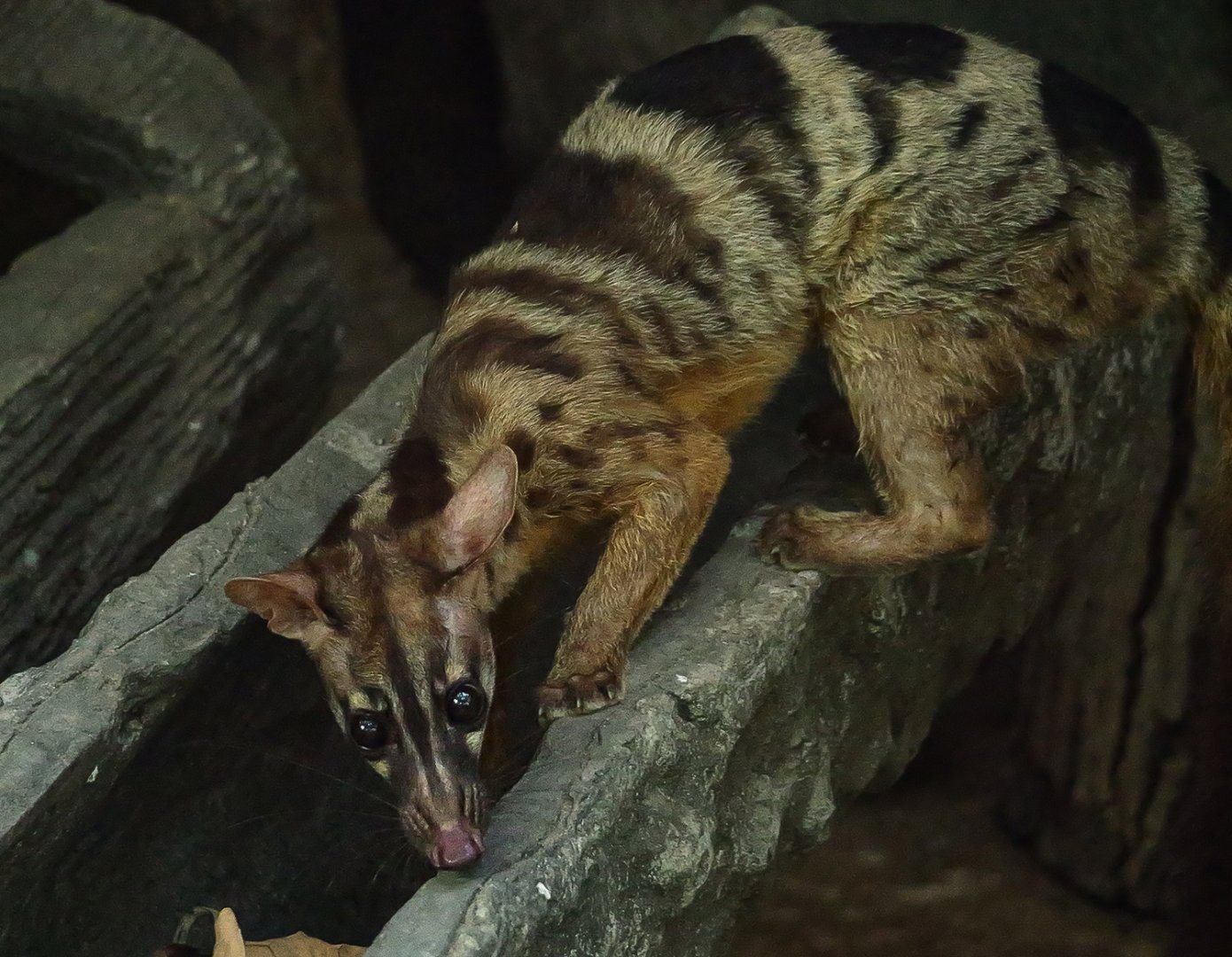 Owston's palm civet