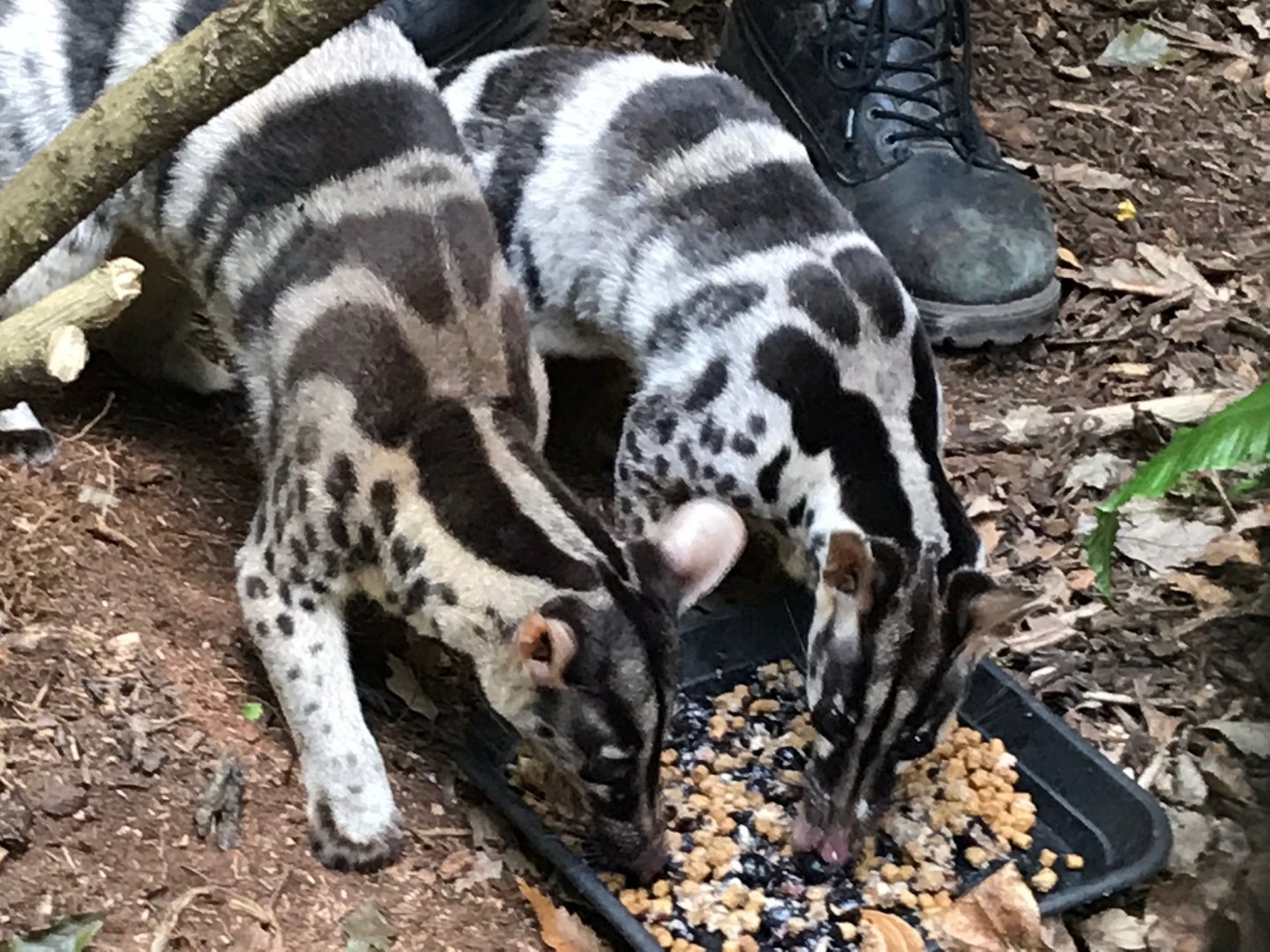 Owston’s palm civets at feeding time 150918