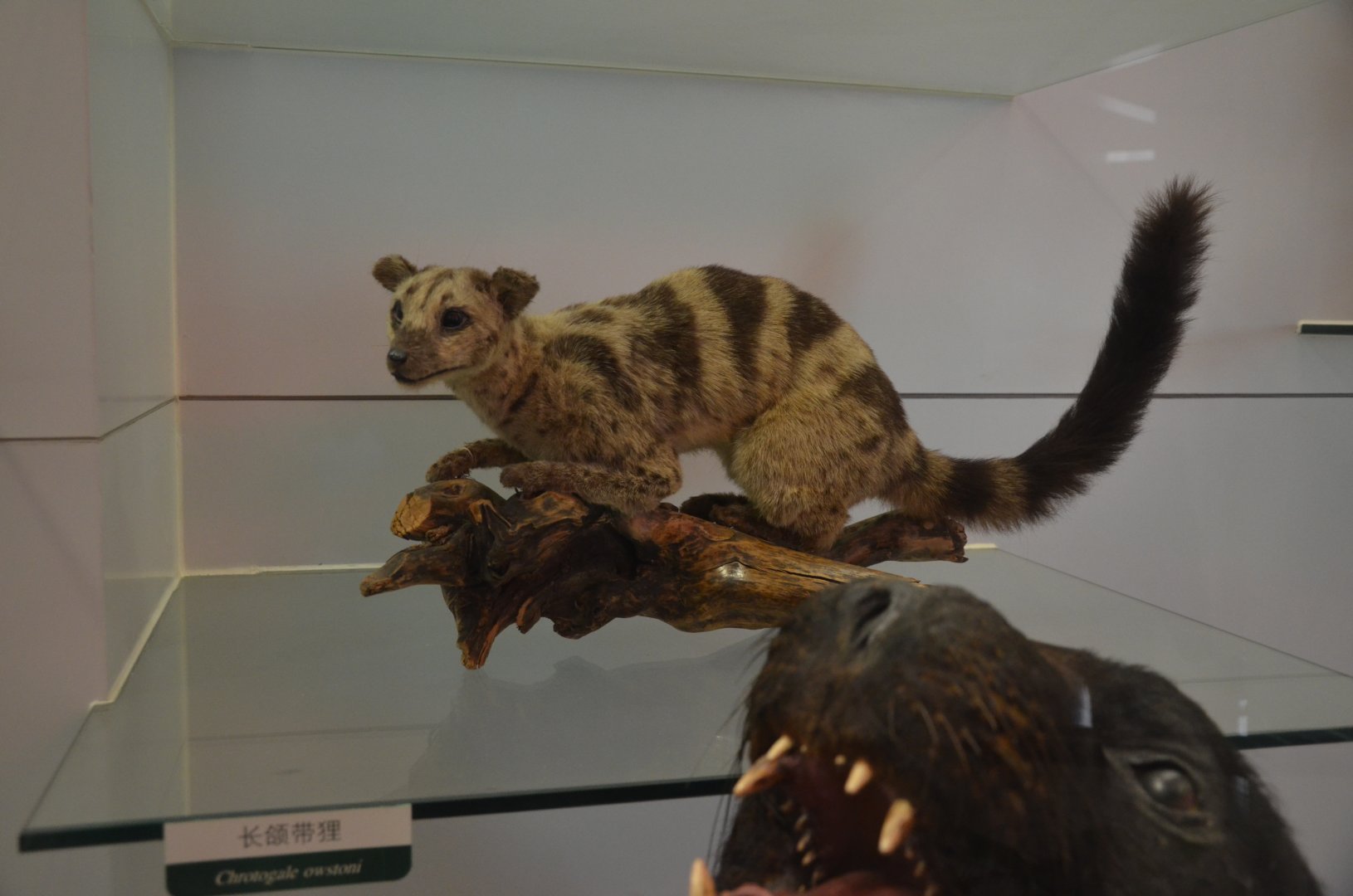 Owston’s Palm Civets /Chrotogale owstoni