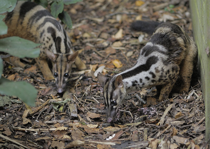 Owston's palm civets feeding