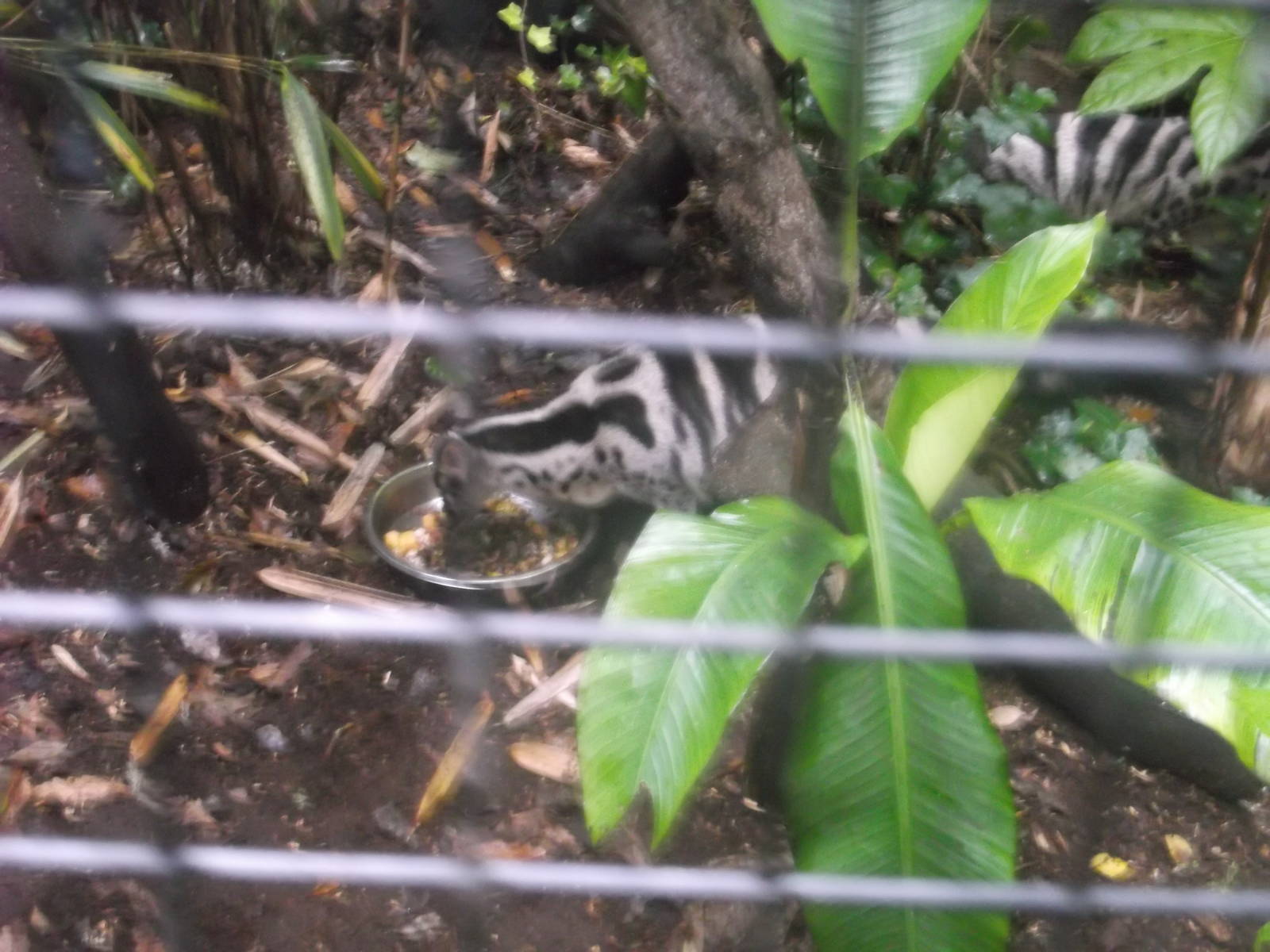 Owston's Palm Civets