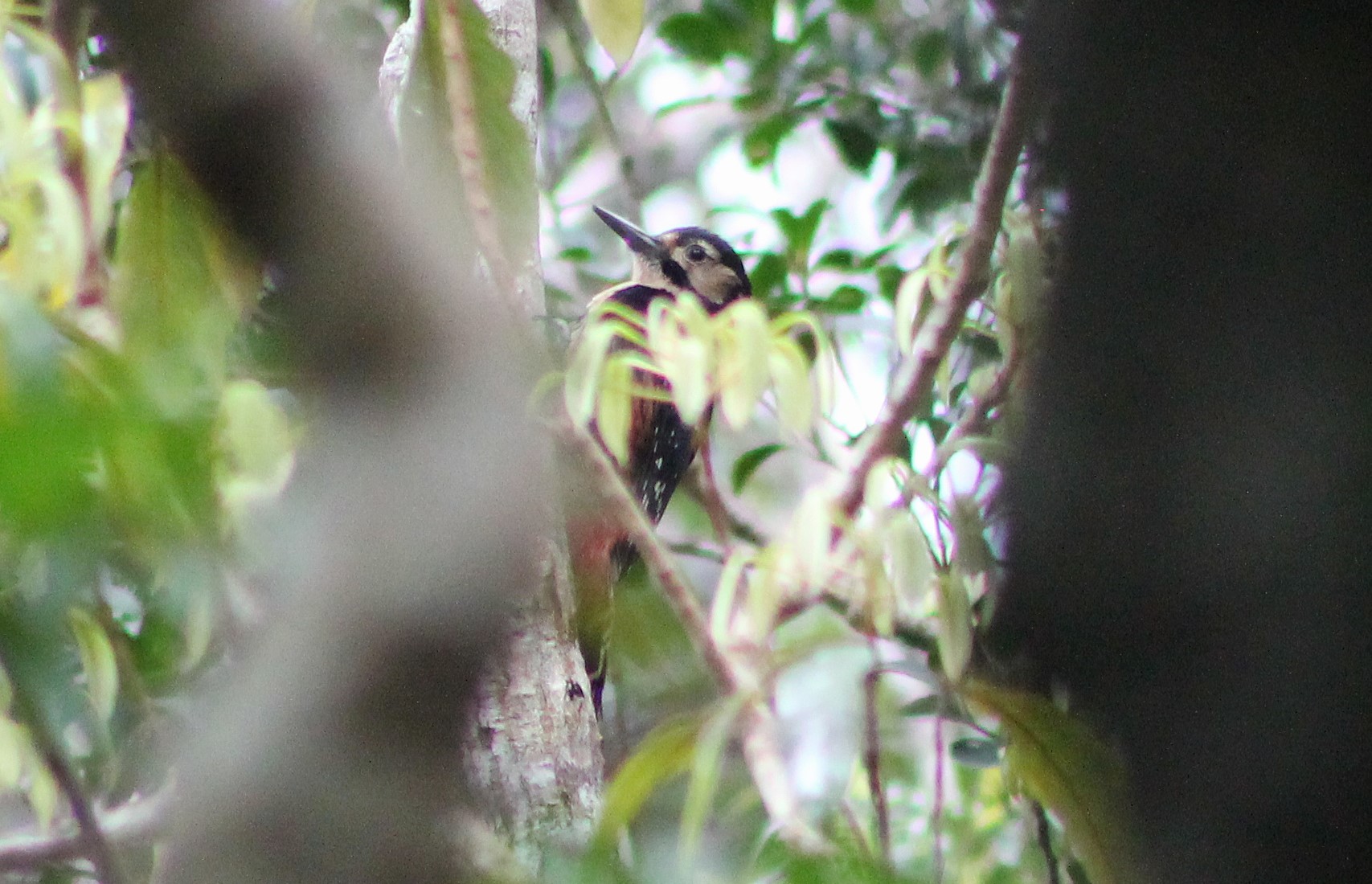 Owston's Woodpecker (Dendrocopos (leucotos) owstoni)
