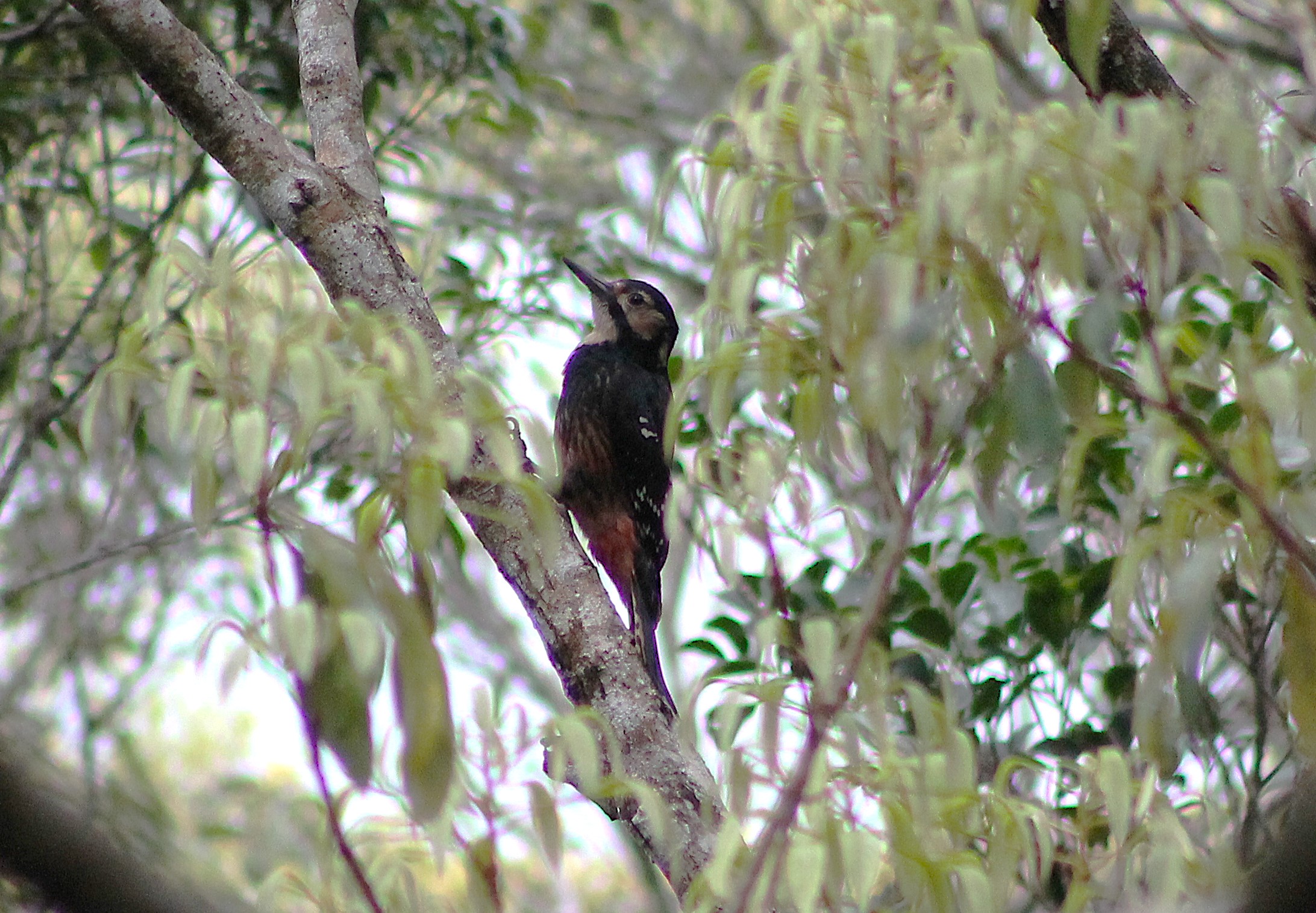 Owston's Woodpecker (Dendrocopos (leucotos) owstoni)
