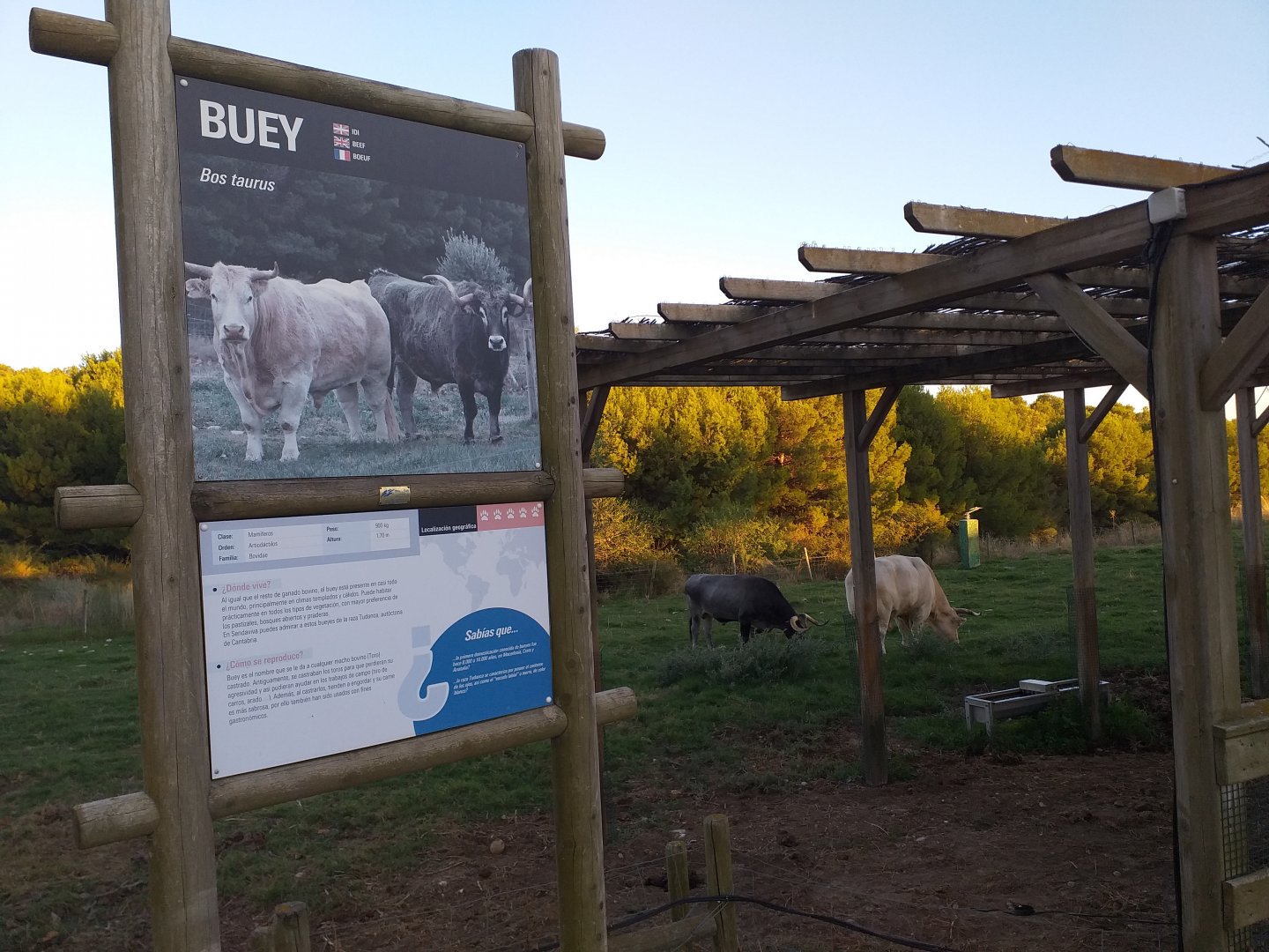 Ox exhibit -Sendaviva (2020)