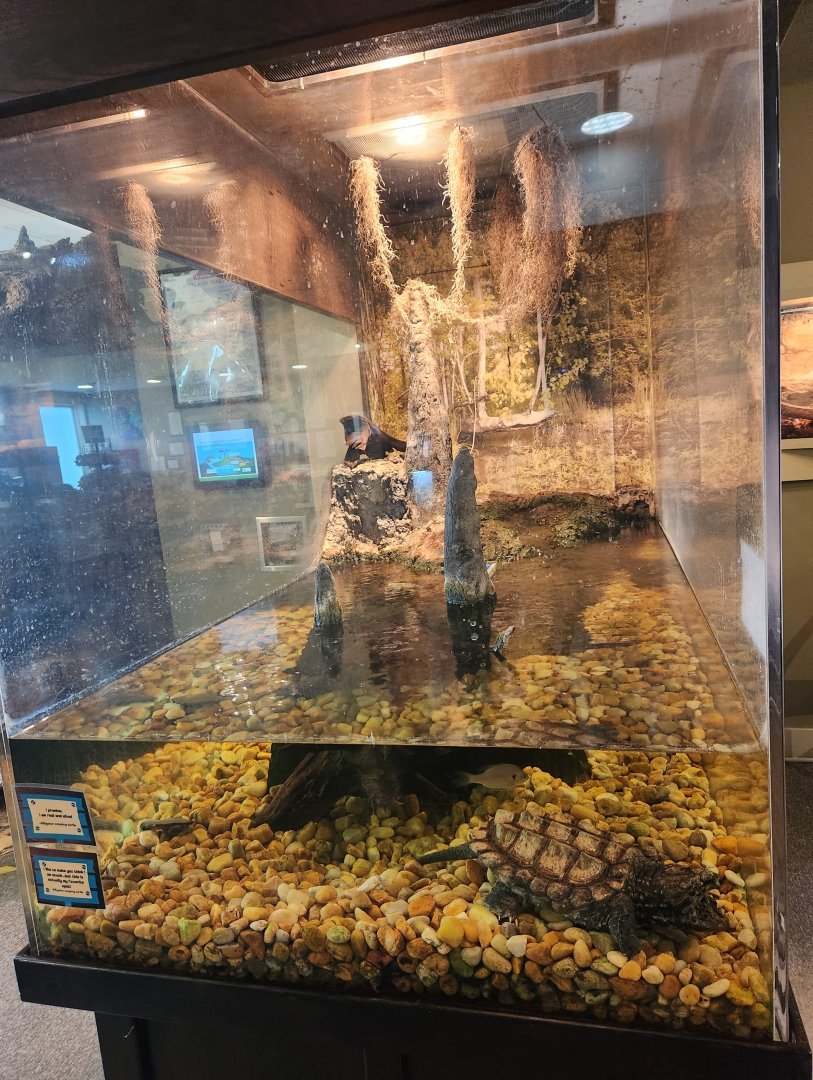 Oxbow Meadows ELC - Alligator Snapping Turtle exhibit