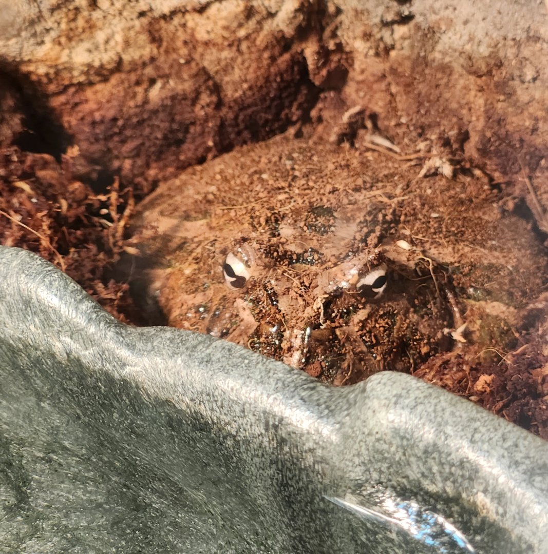 Oxbow Meadows ELC - Ceratophrys ornata