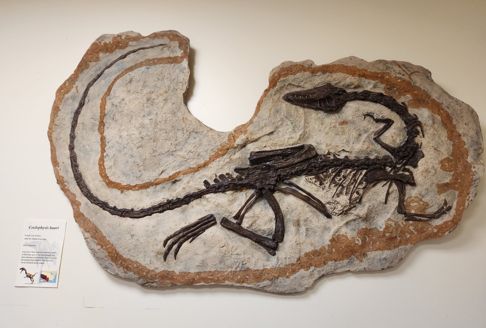 Oxbow Meadows ELC - Coelophysis fossil