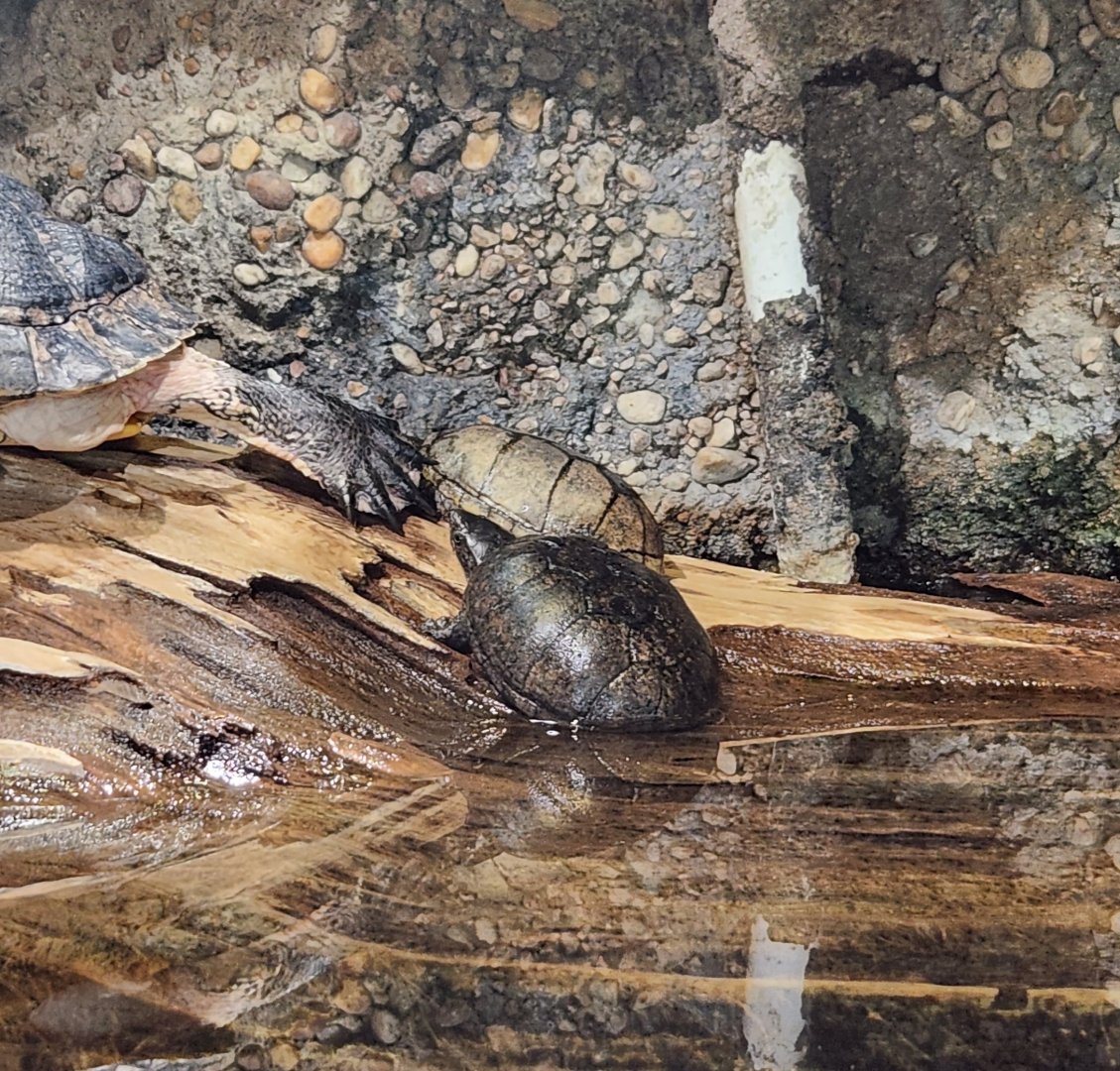 Oxbow Meadows ELC - Common Musk Turtles