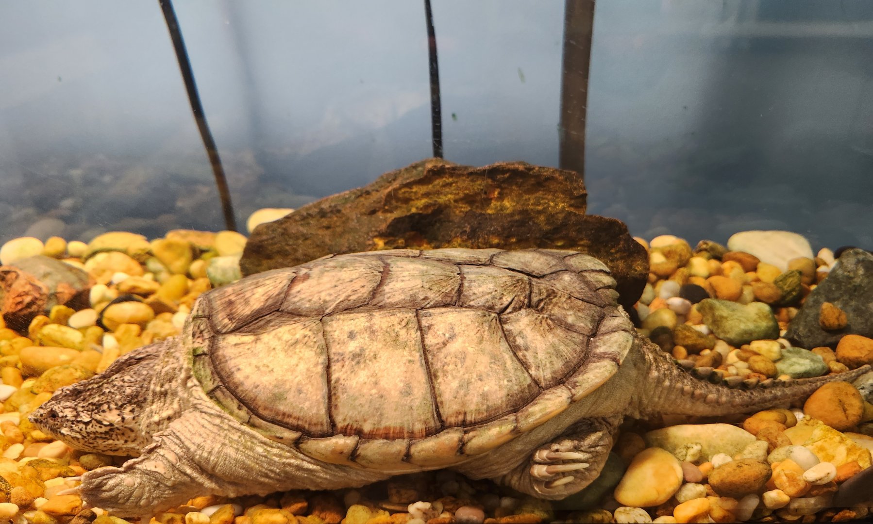 Oxbow Meadows ELC - Common Snapping Turtle
