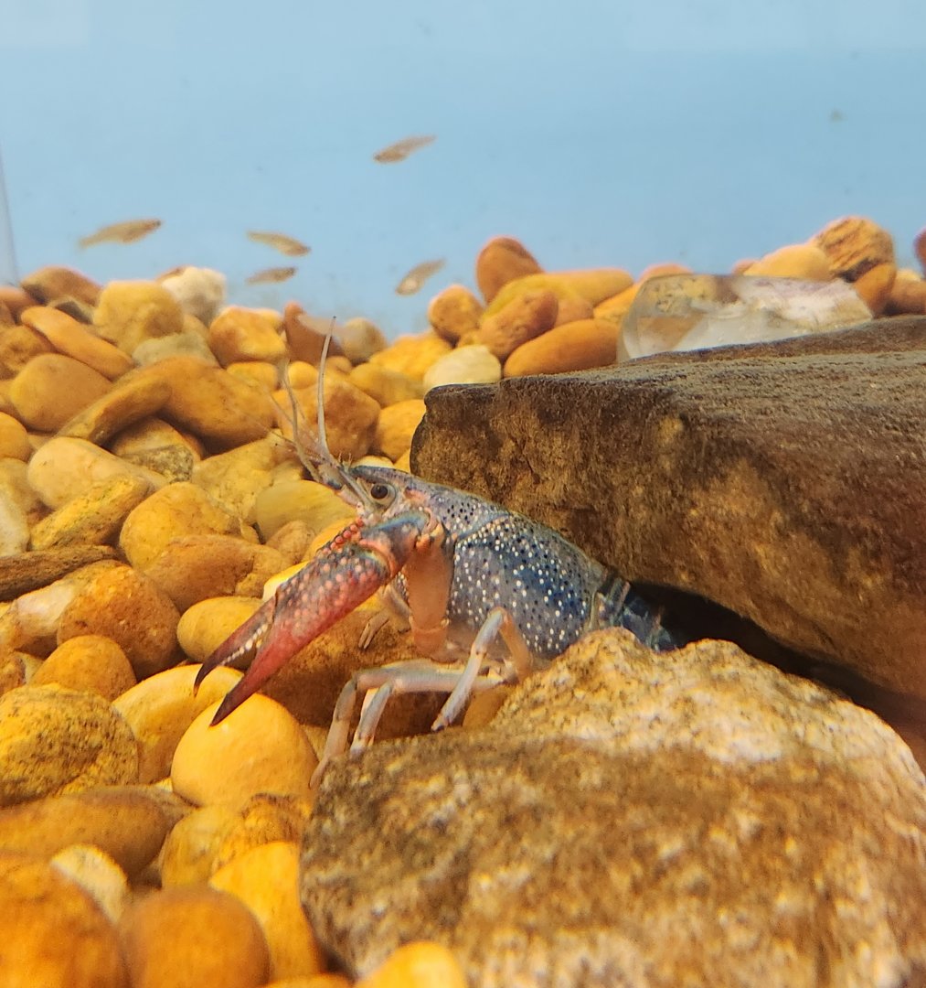 Oxbow Meadows ELC - Crayfish