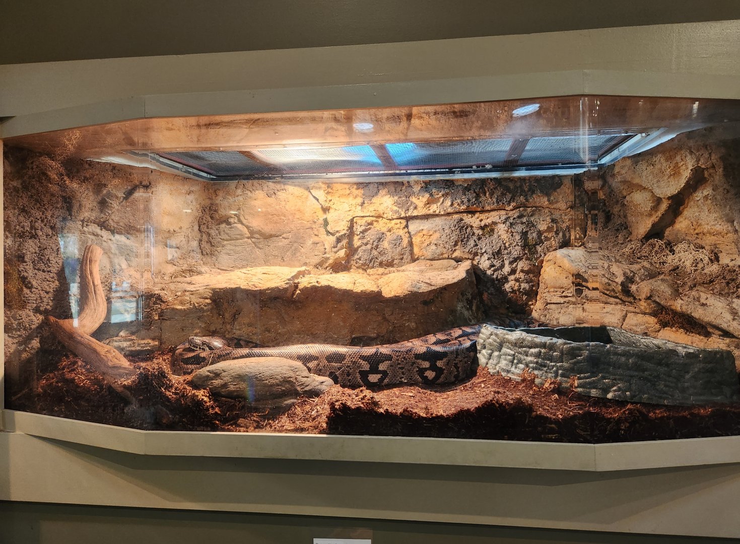 Oxbow Meadows ELC - Dumeril's Boa exhibit