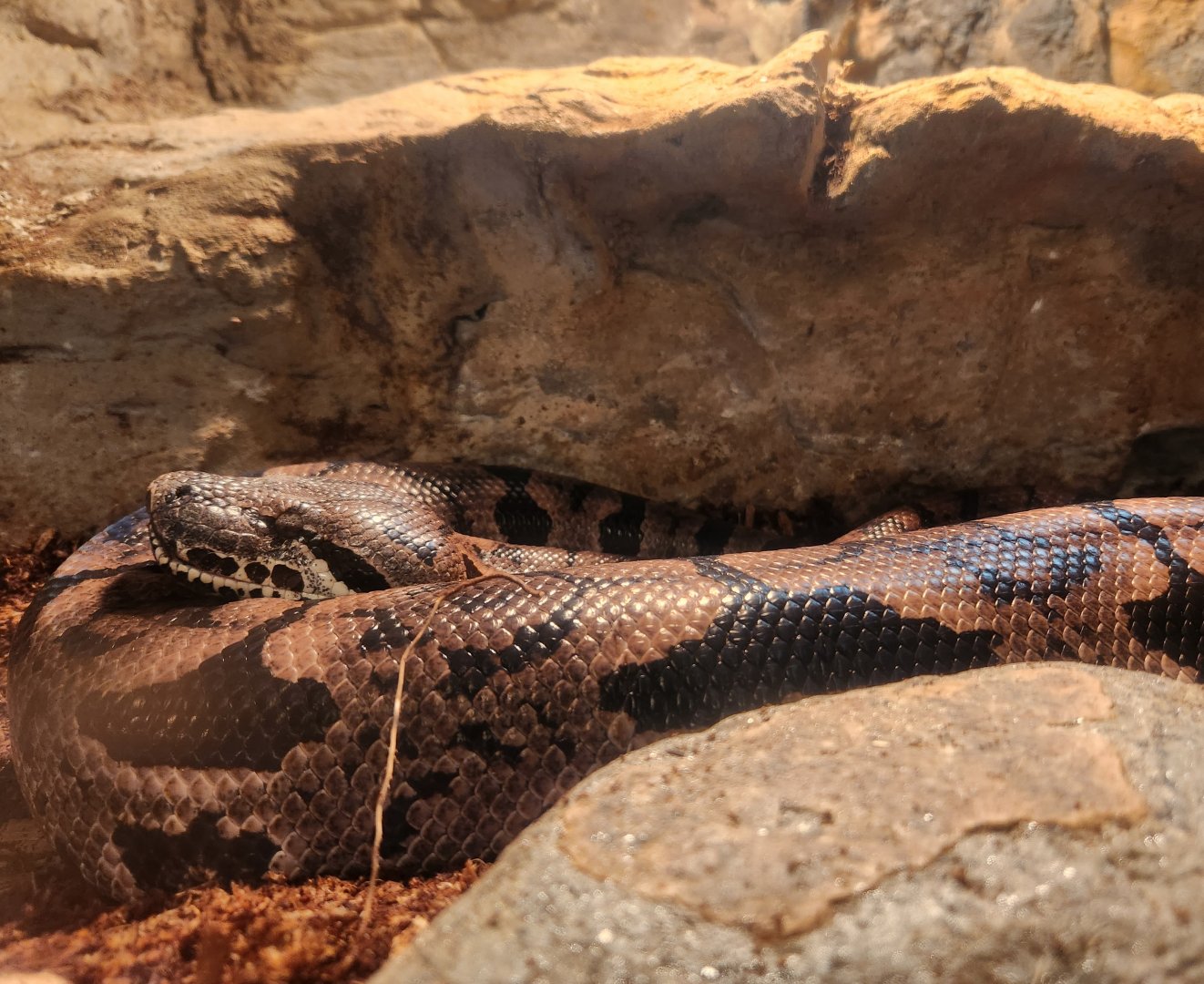 Oxbow Meadows ELC - Dumeril's Boa