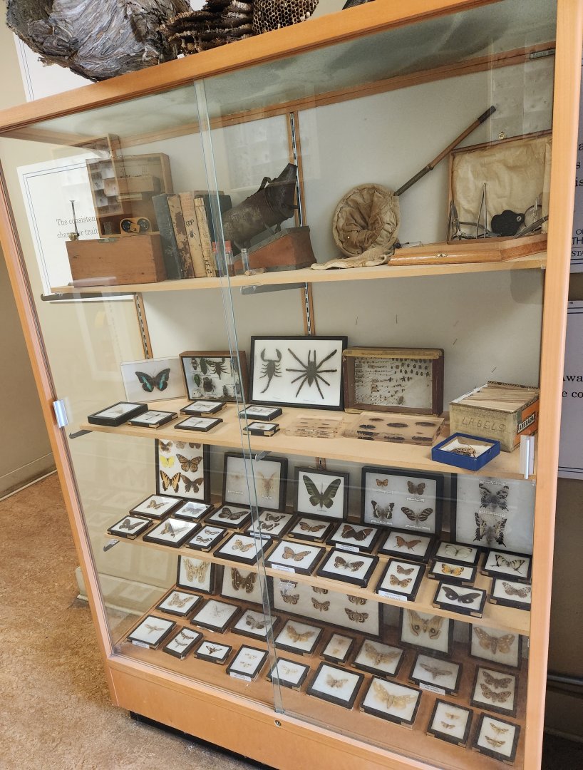 Oxbow Meadows ELC - Entomology displays 2