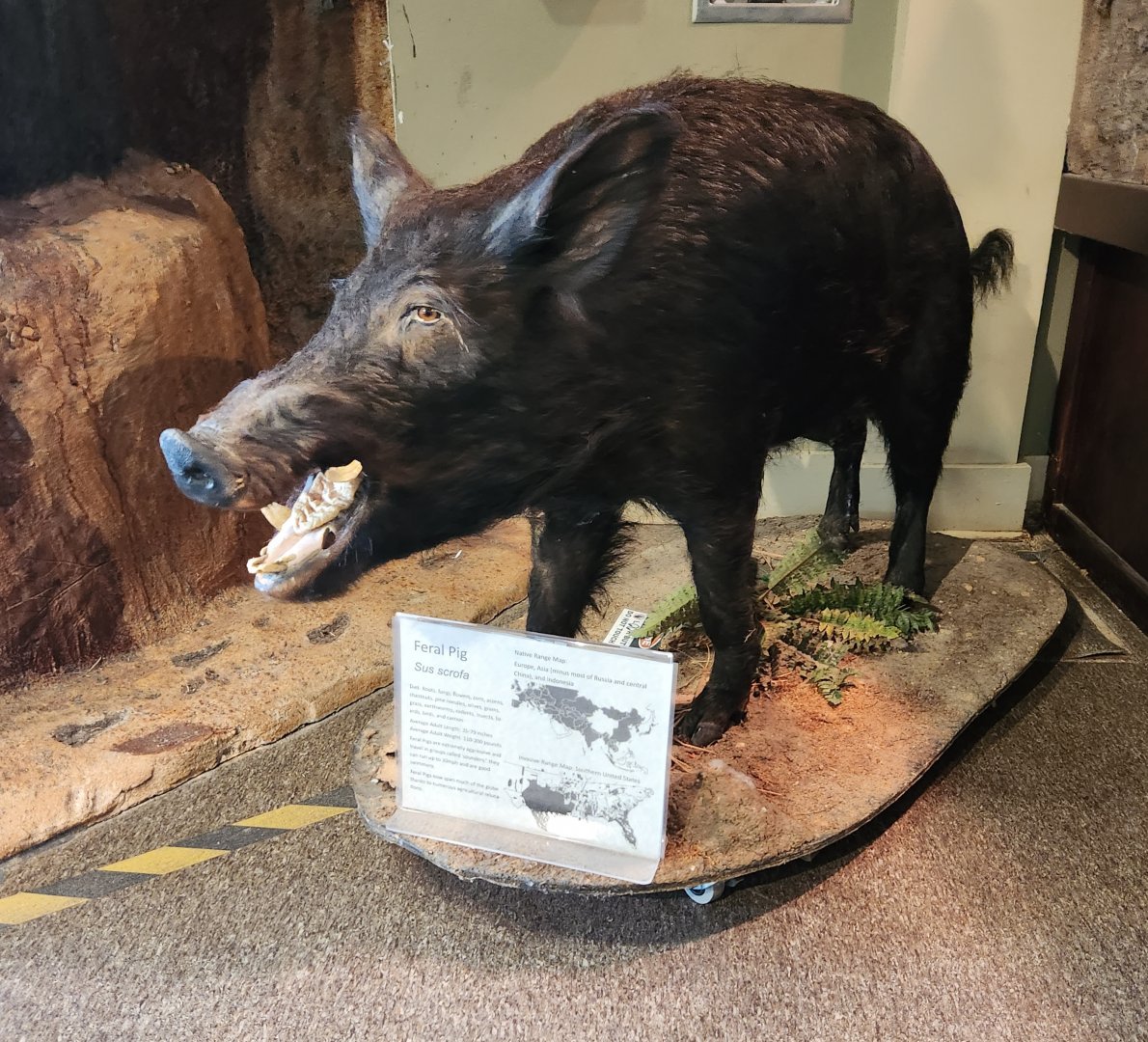 Oxbow Meadows ELC - Feral hog taxidermy