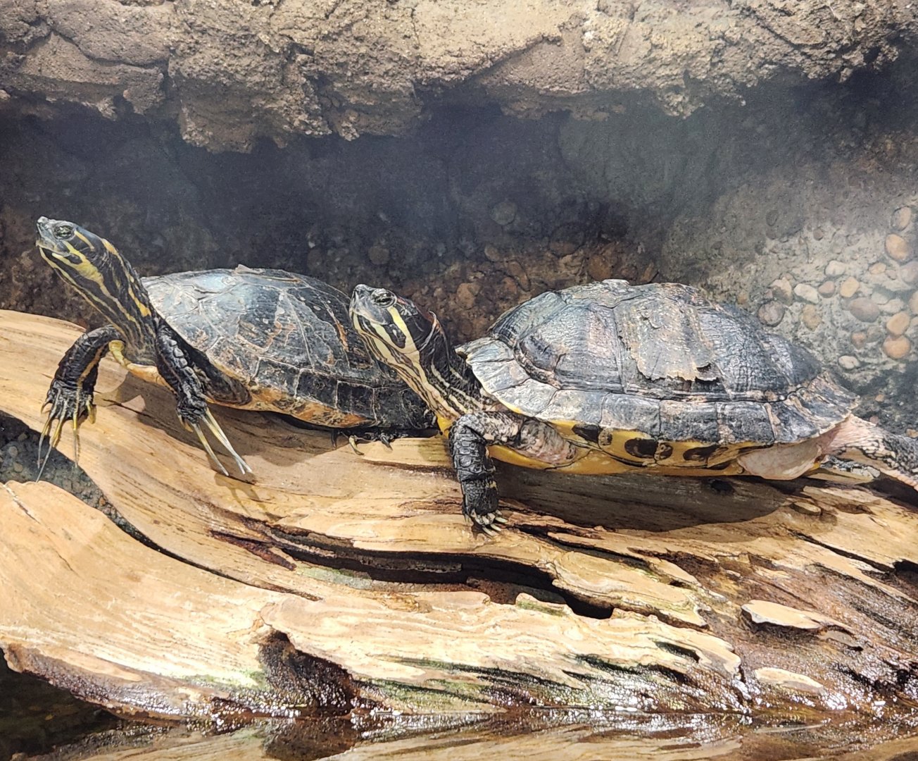 Oxbow Meadows ELC - Freshwater turtles