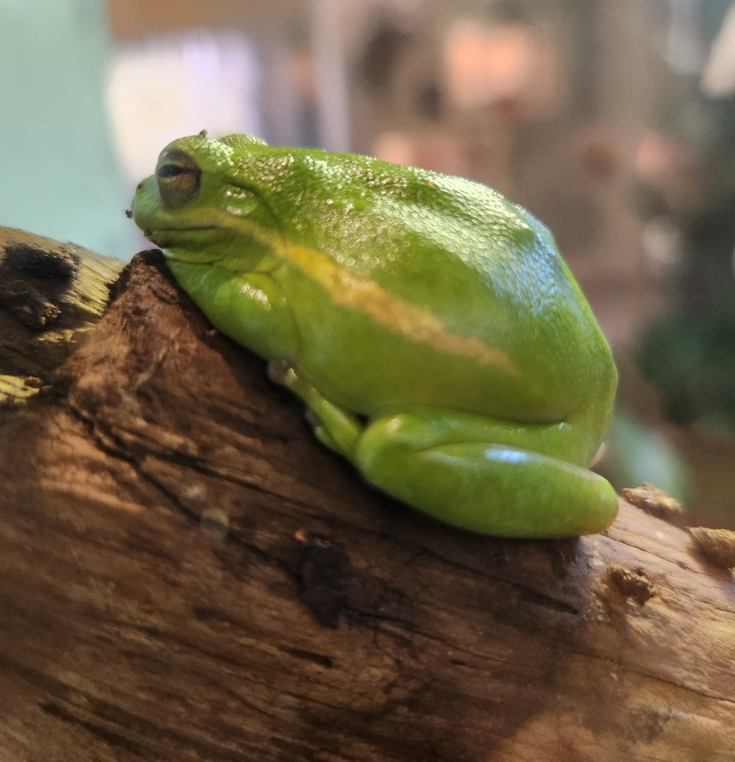 Oxbow Meadows ELC - Hyla cinerea