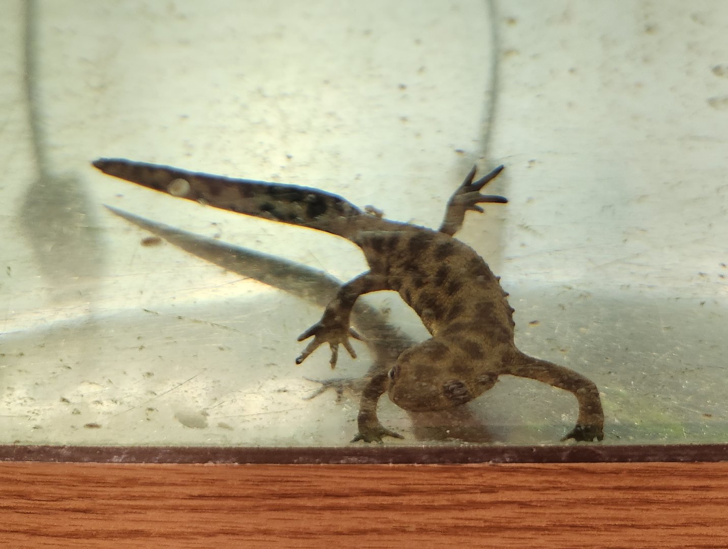Oxbow Meadows ELC - Pleurodeles waltl