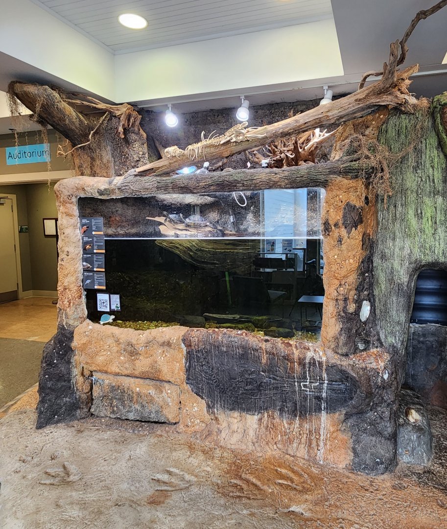 Oxbow Meadows ELC - Pond turtles exhibit