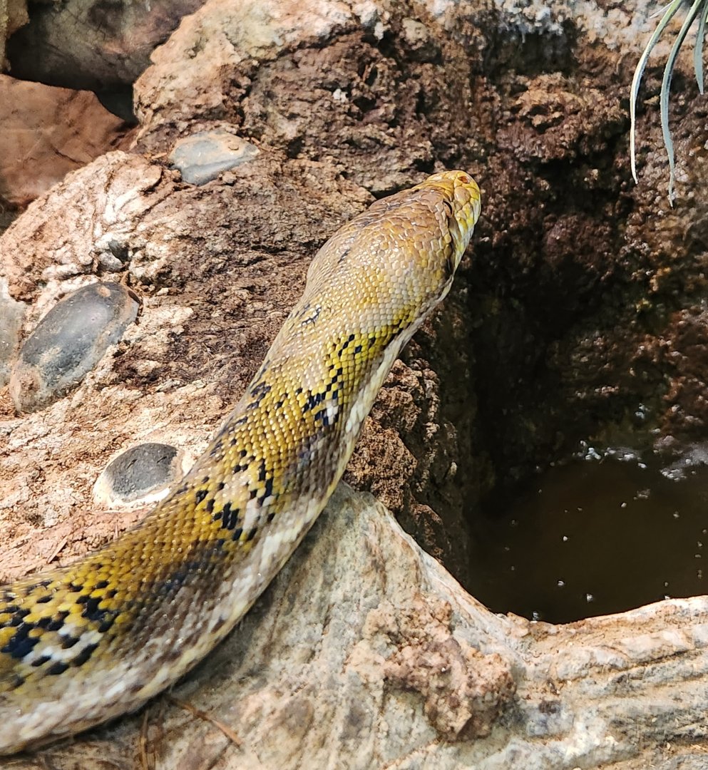 Oxbow Meadows ELC - Reticulated Python