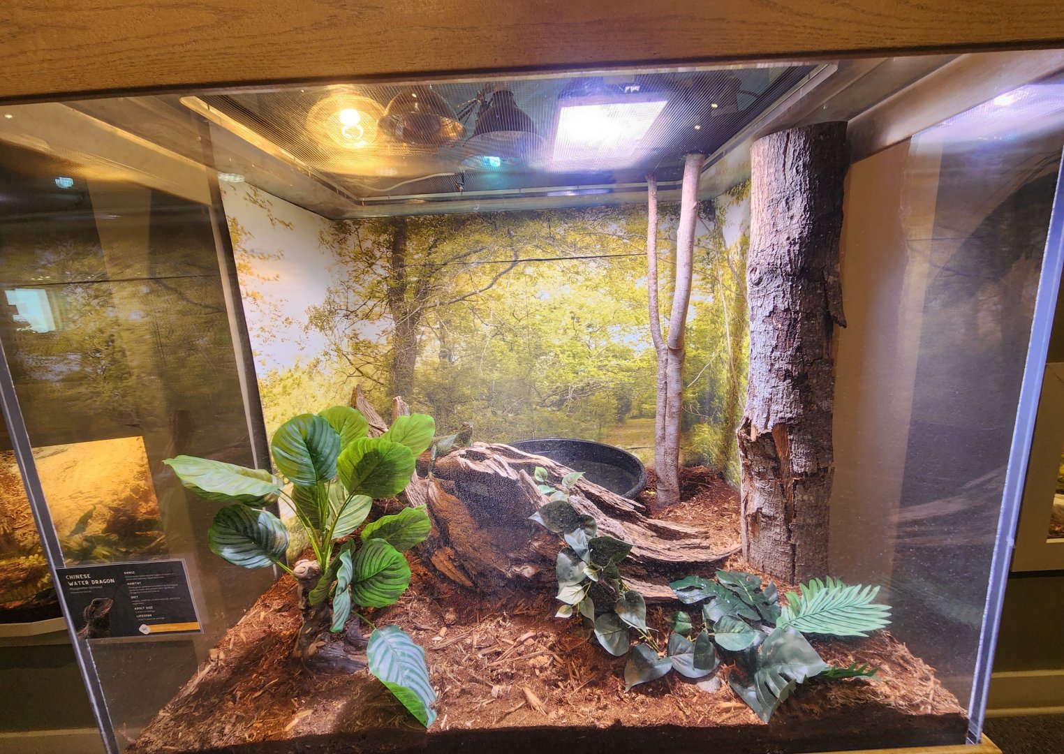 Oxbow Meadows ELC - Water Dragon exhibit