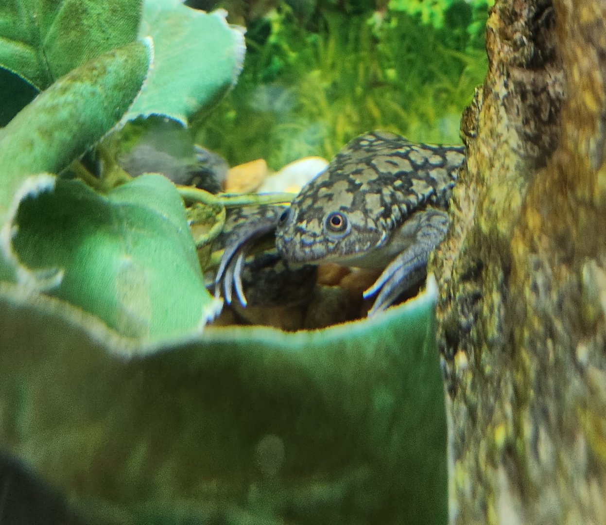 Oxbow Meadows ELC - Xenopus laevis