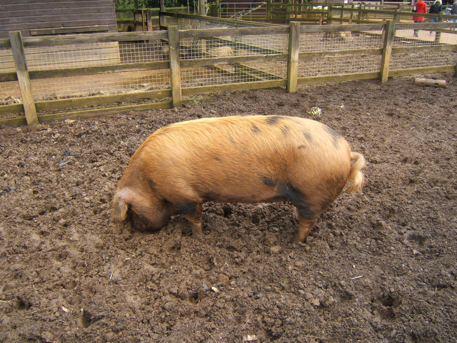 Oxford and Sandy Pig