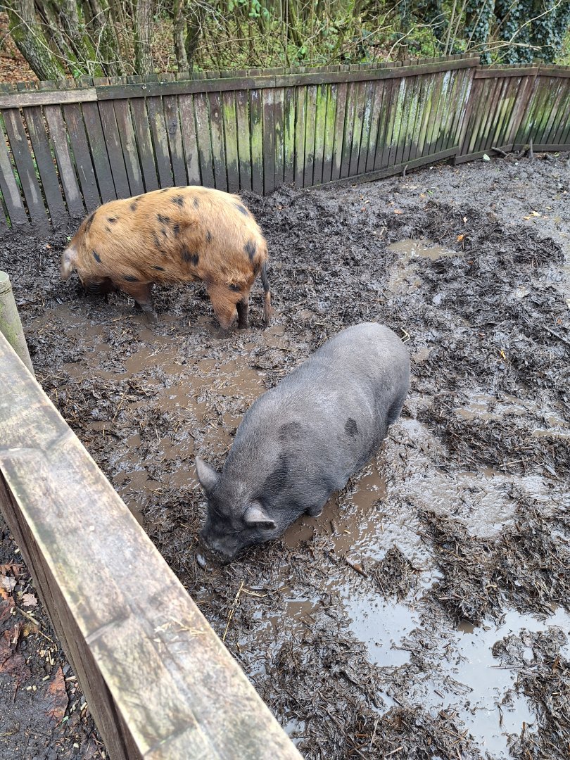 Oxford Sandy-and-Black Pig and Micro Pig
