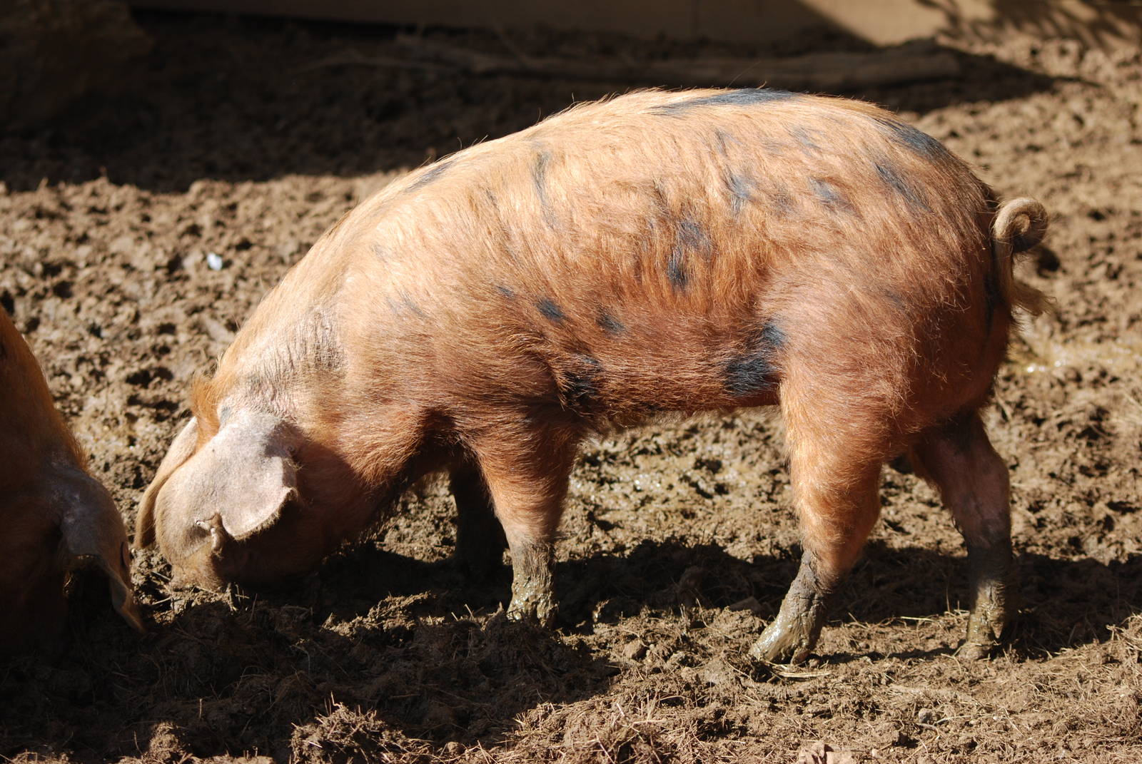 Oxford Sandy-and-Black Pig at Cotswold WP, 12/05/12