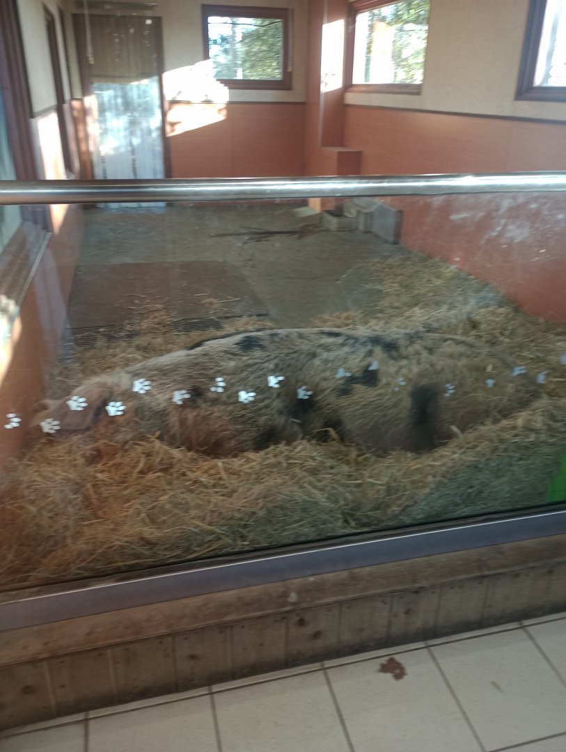 Oxford sandy and black pig