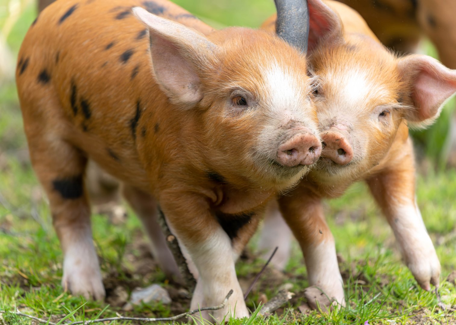 Oxford Sandy and Black piglets, ZSL Whipsnade, UK