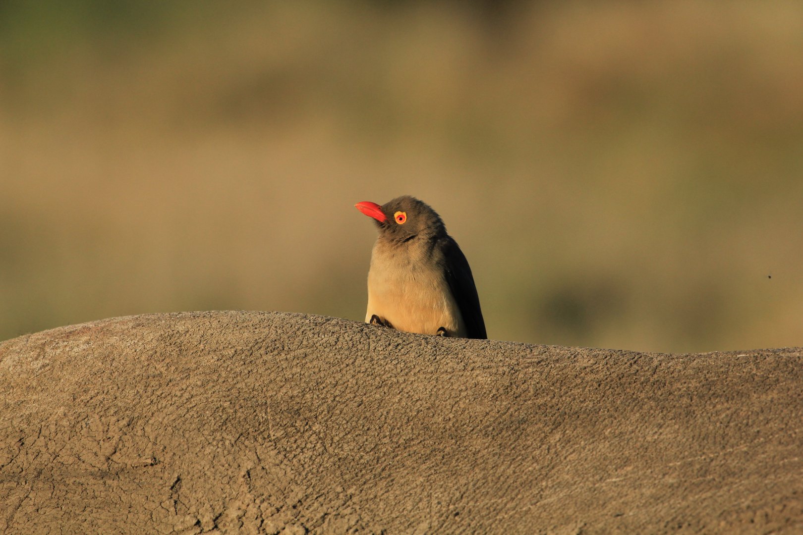 Oxpecker on the back of a white rhino (September 2012)