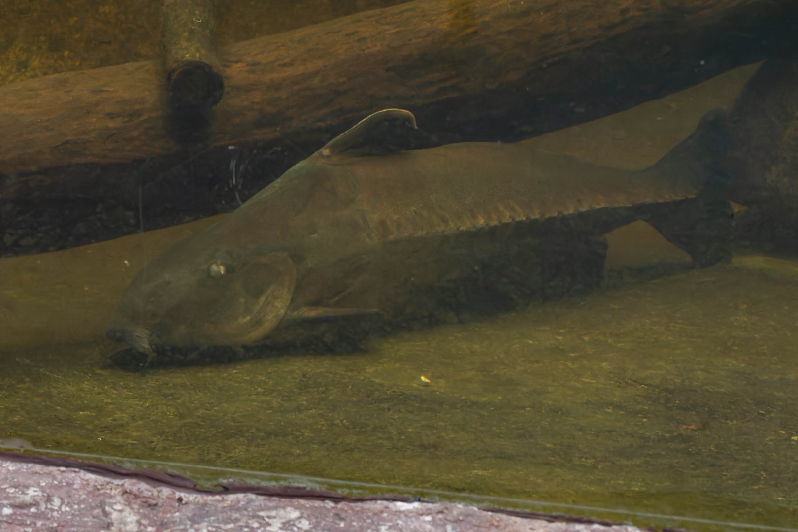 Oxydoras niger? - Safari Park Dvůr Králové