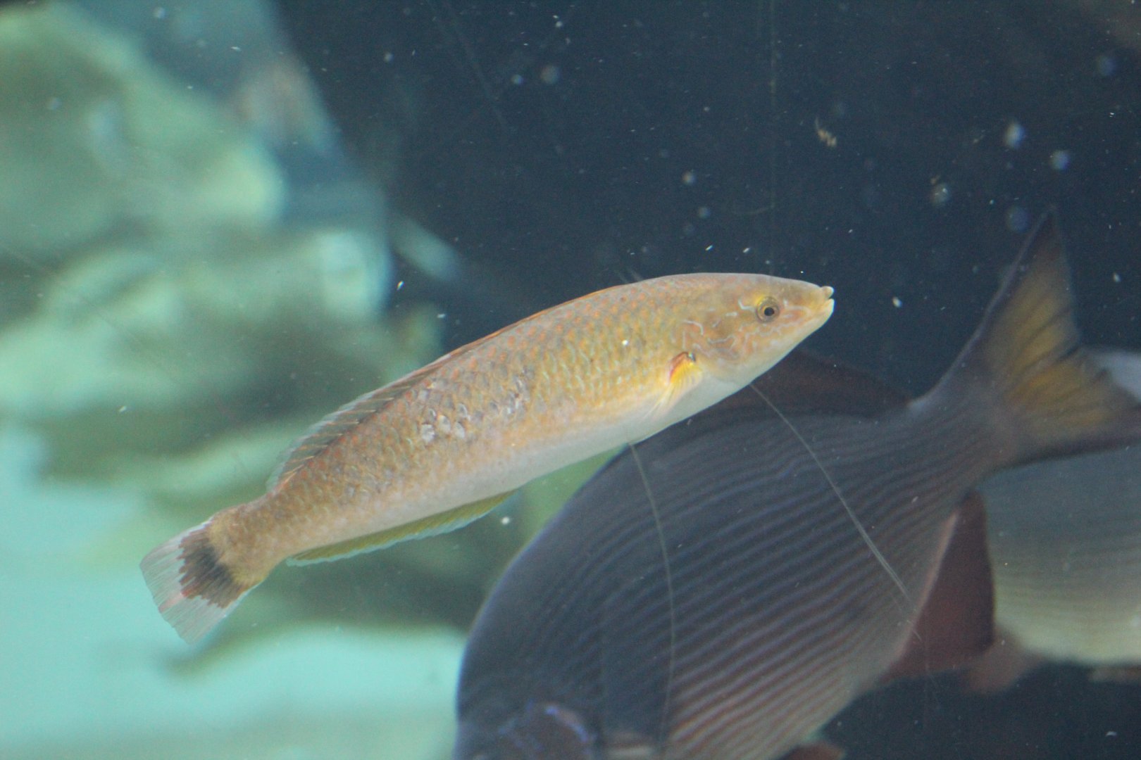 Oxyjulis californica and Embiotoca lateralis