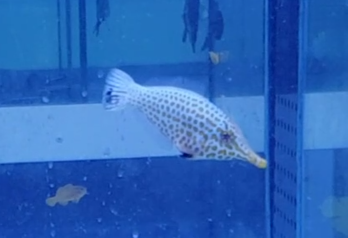 Oxymonacanthus longirostris