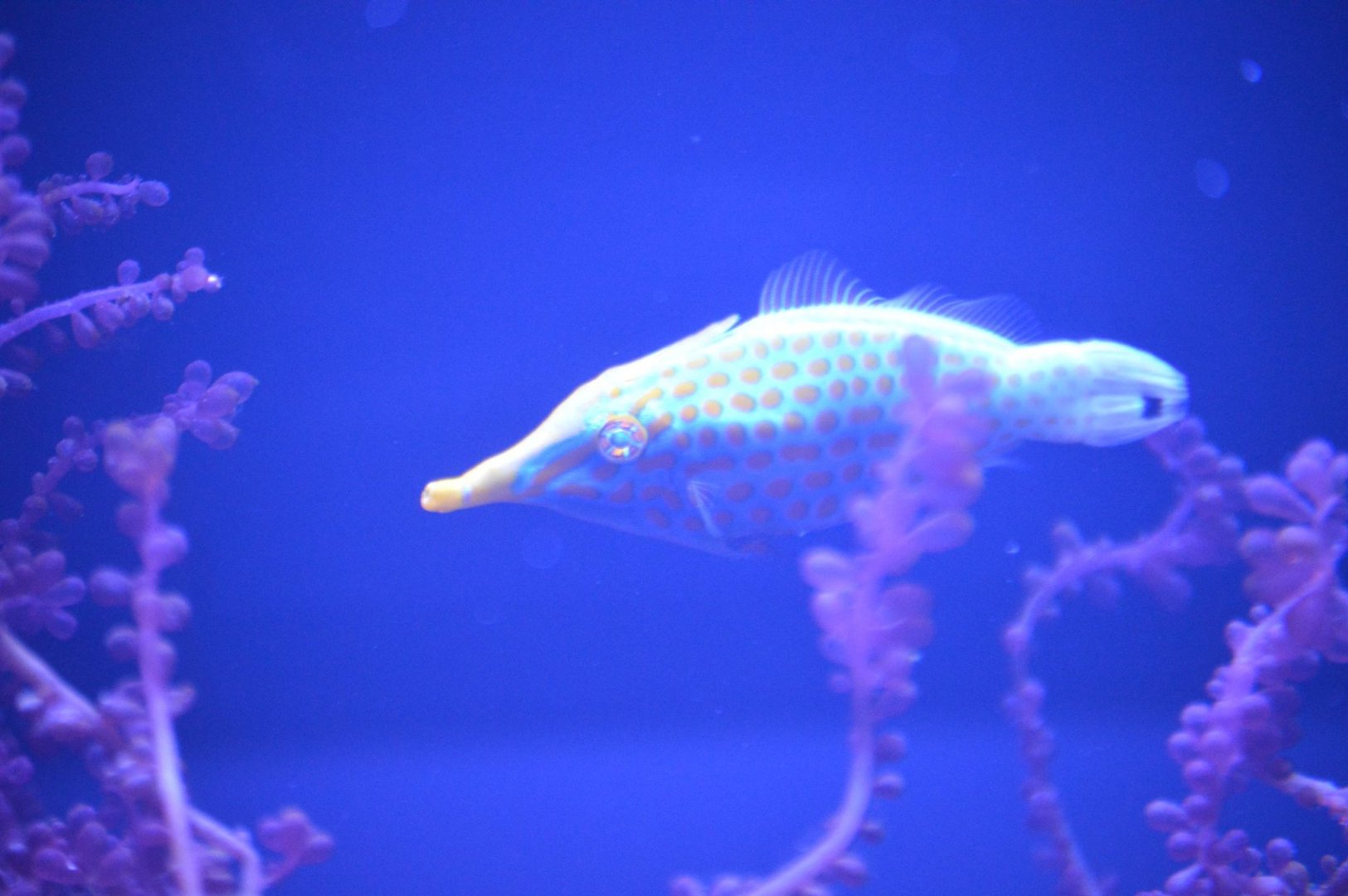 Oxymonacanthus longirostris