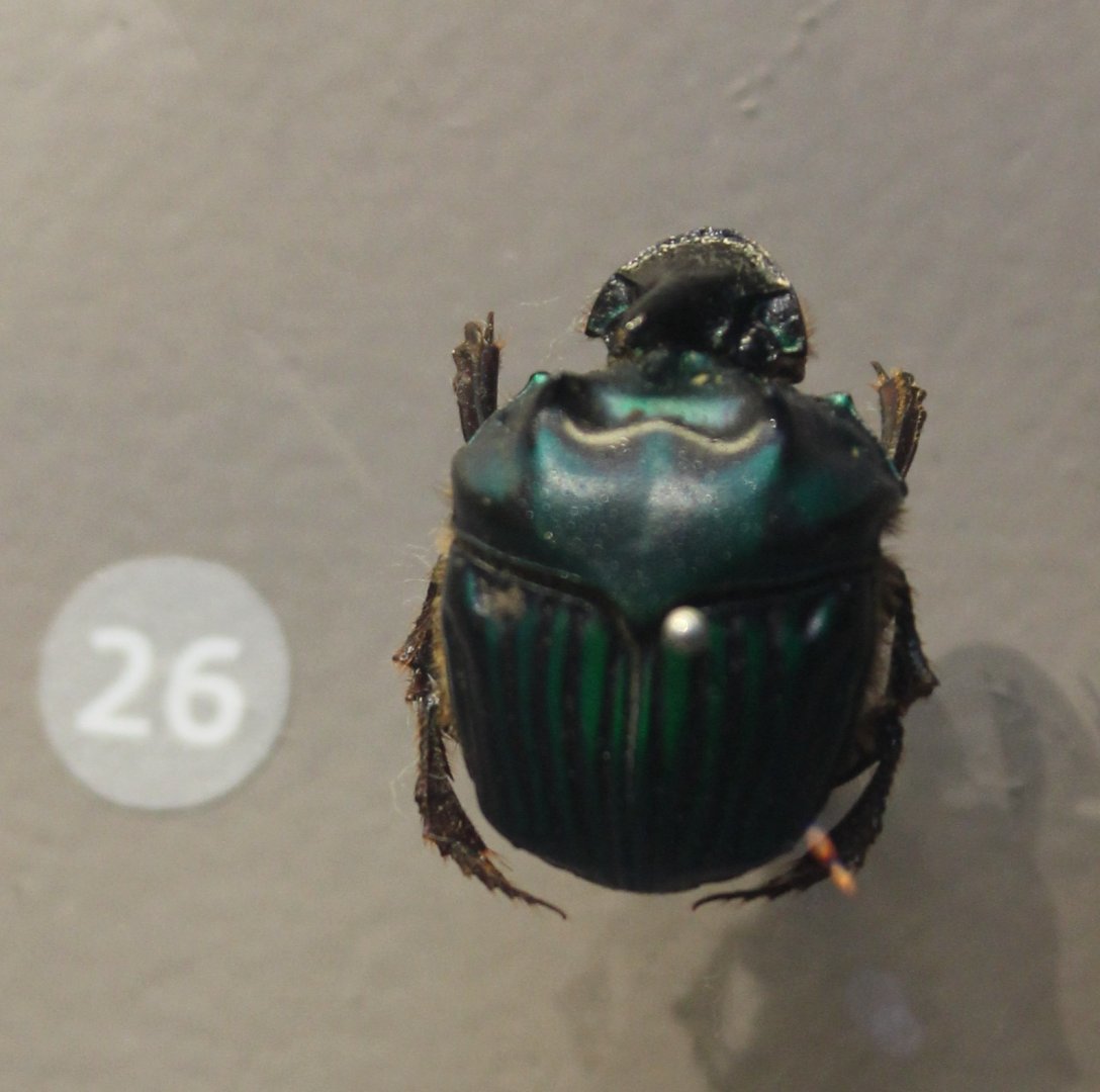 Oxysternon conspicillatum