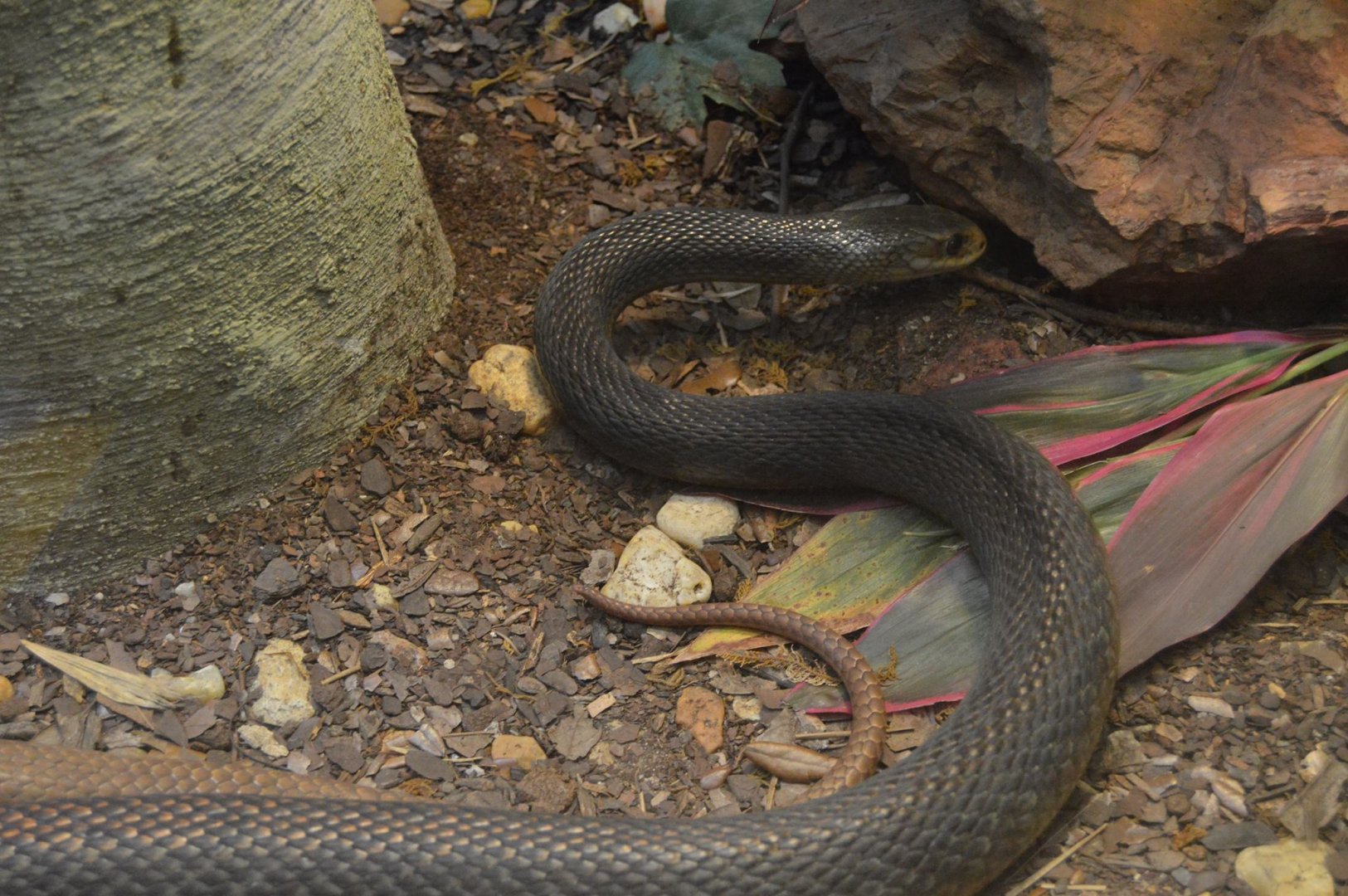 Oxyuranus scutellatus (canni?)