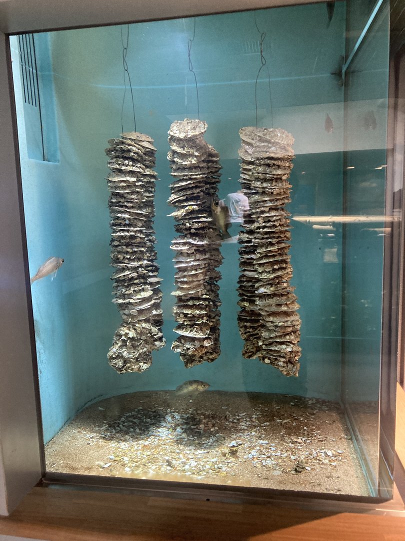 Oyster farm small tank