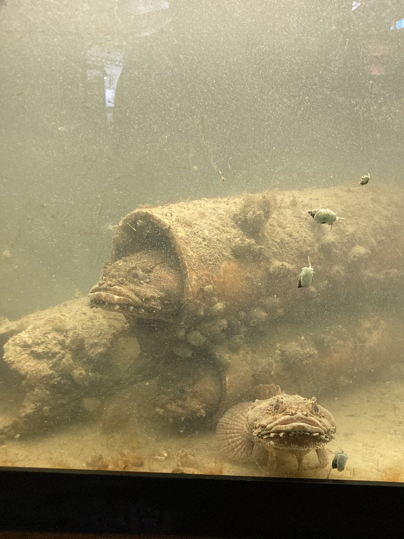 Oyster Toadfish Hiding in "Condominiums"