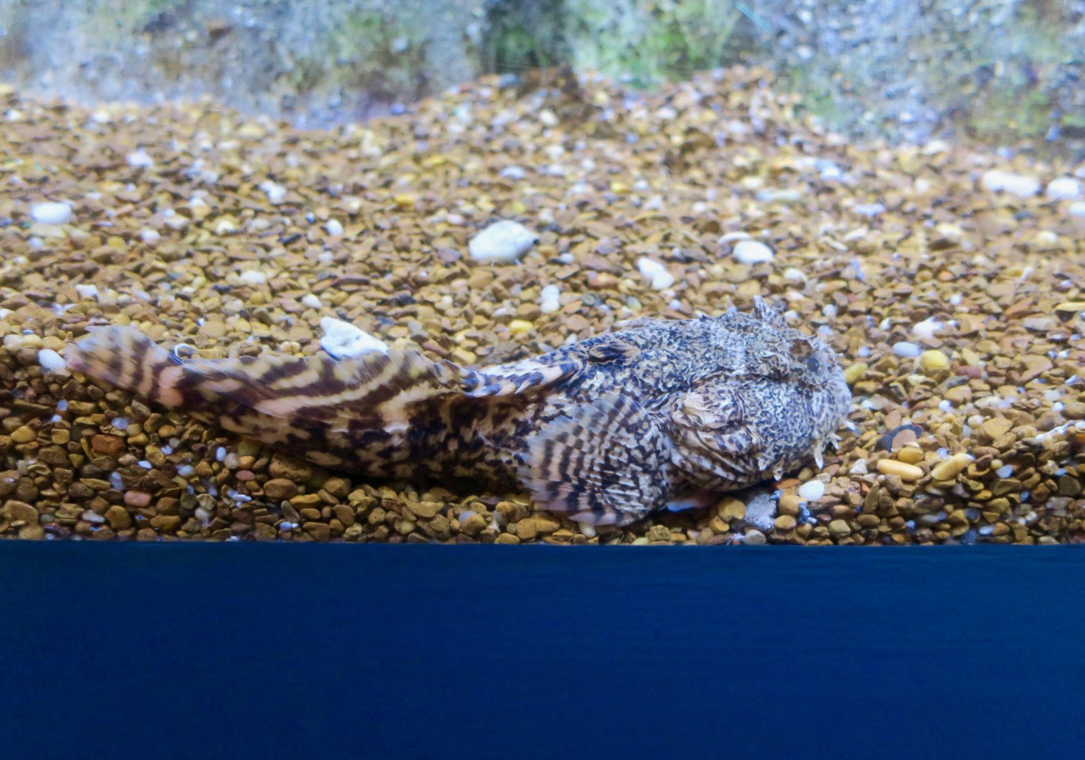 Oyster Toadfish (Opsanus tau)