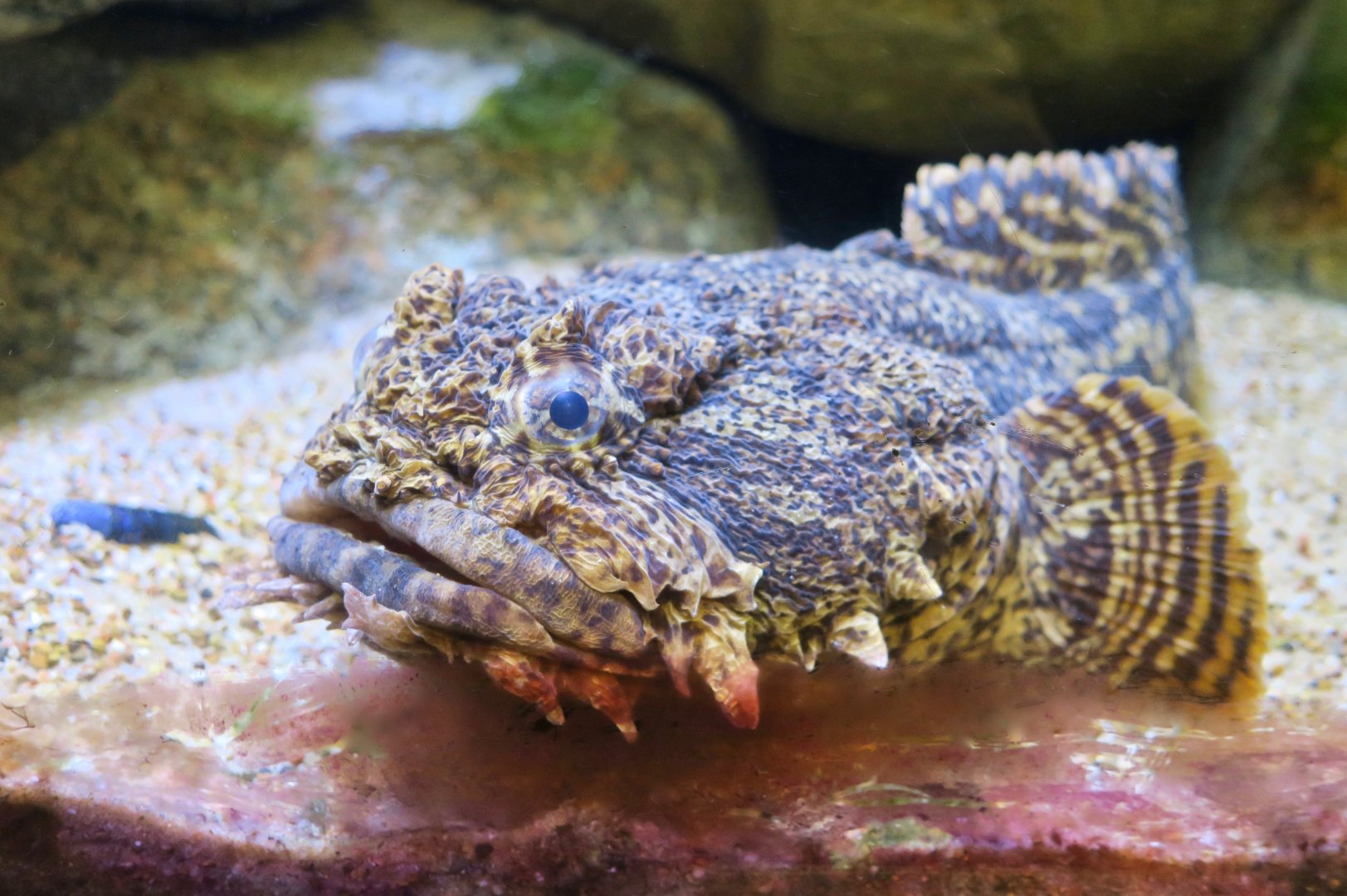 Oyster Toadfish (Opsanus tau)