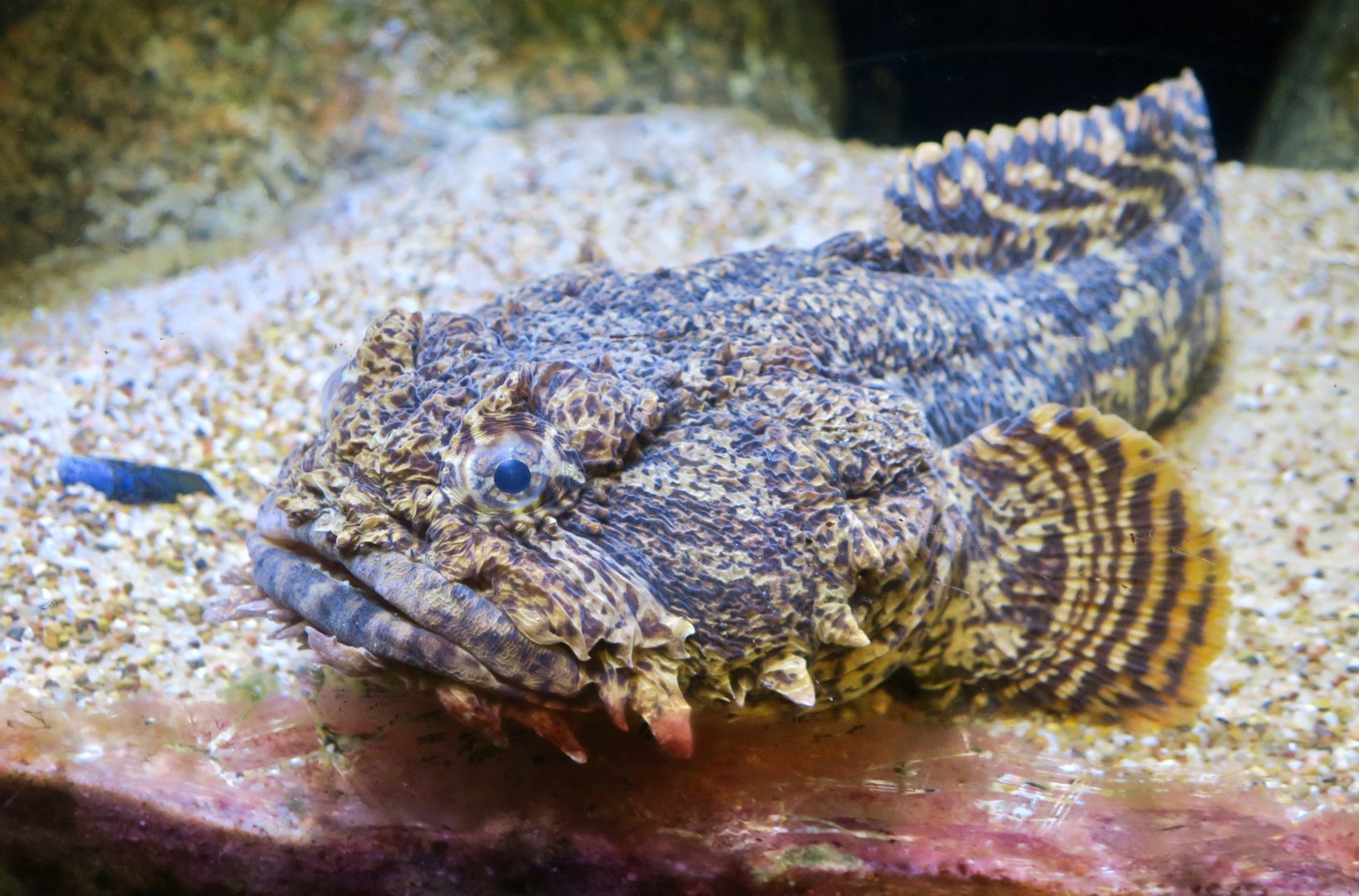Oyster Toadfish (Opsanus tau)