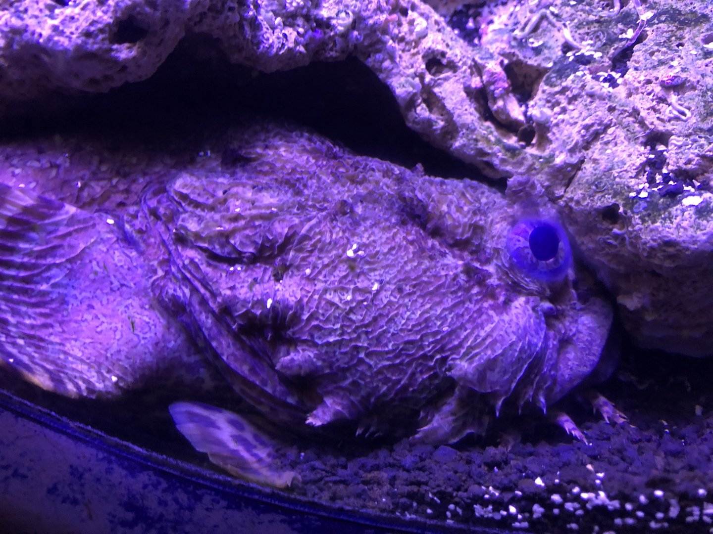 Oyster toadfish, Opsanus tau